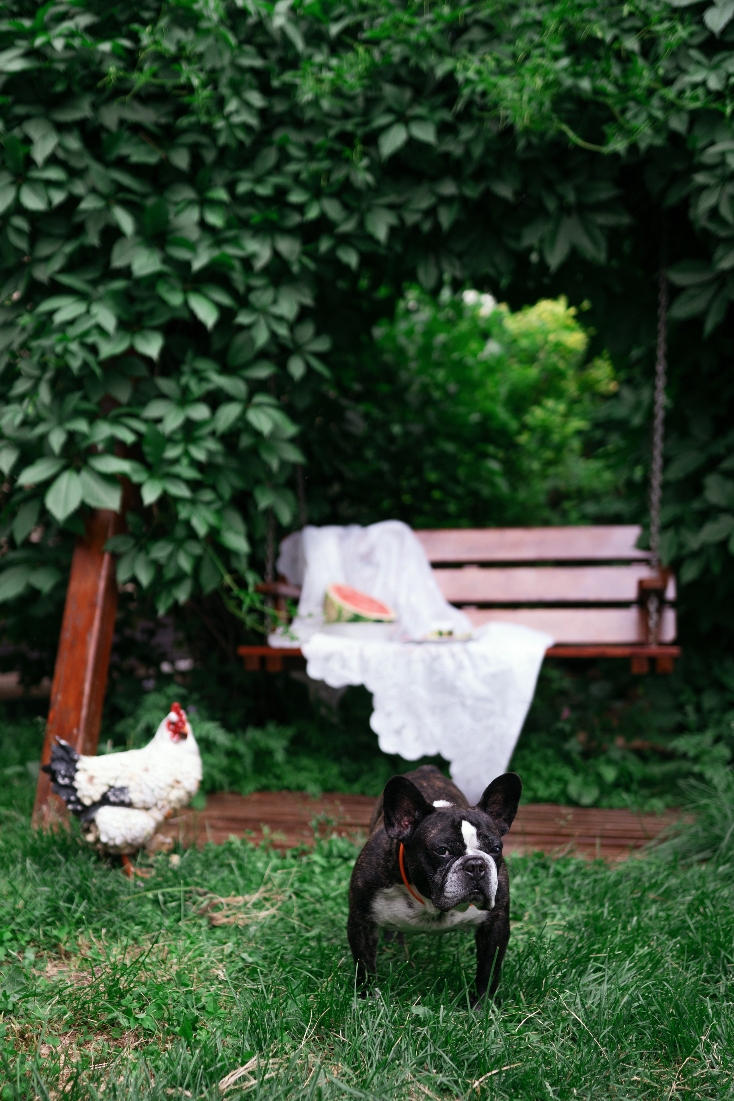 Фотосессии с животными. Фотограф Ким Наталья в Красноярске