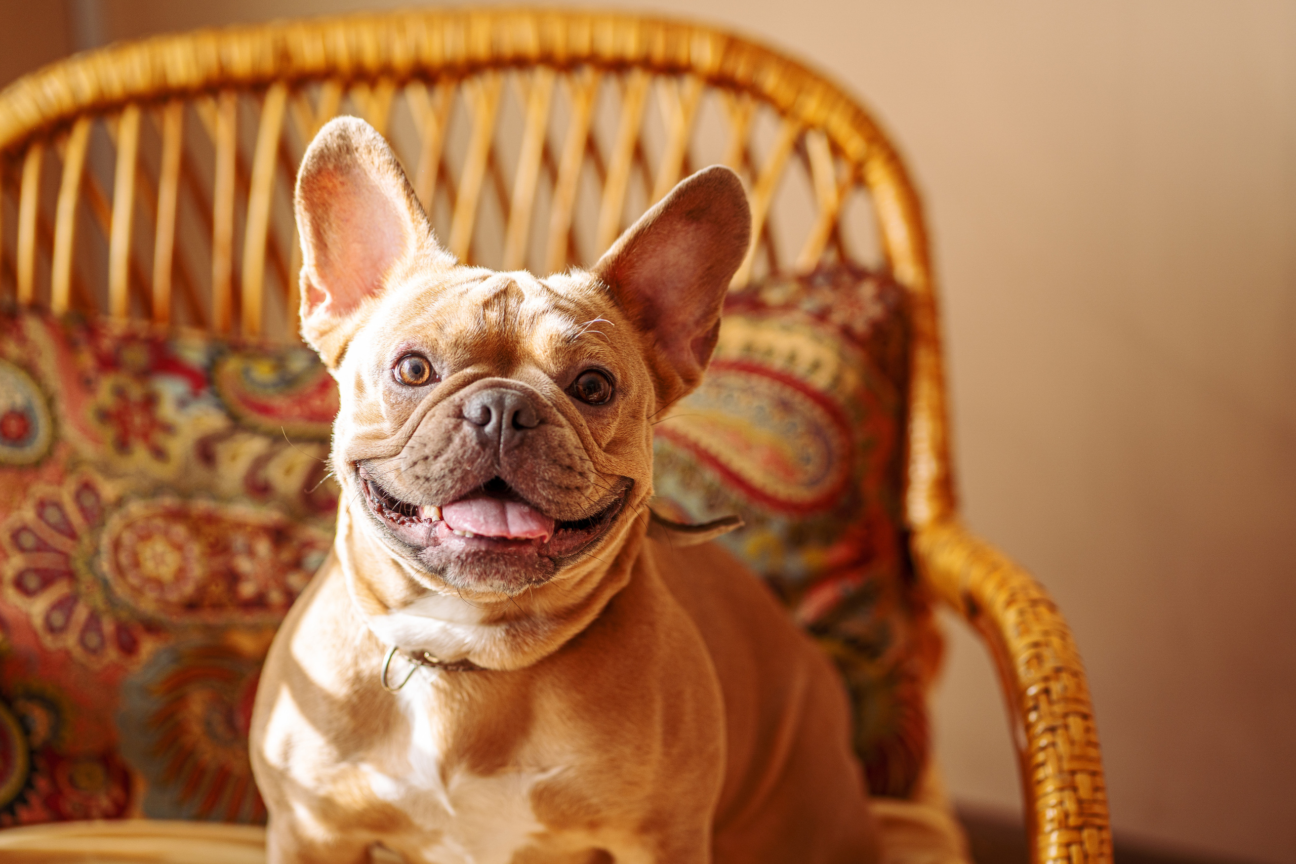 Фотограф для животных. Фотограф Ким Наталья в Красноярске