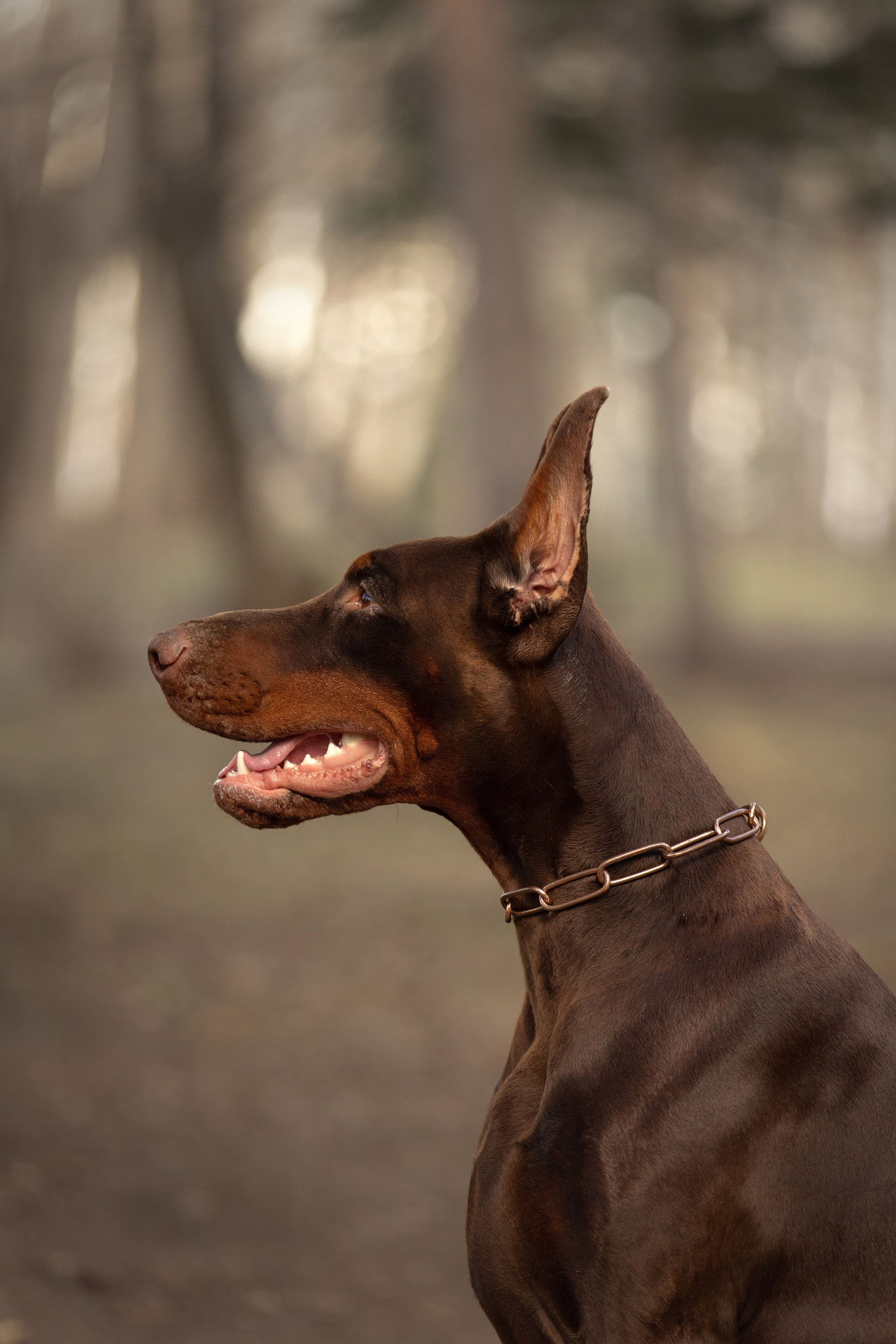 Собаки. Конный фотограф Валынкина Лера