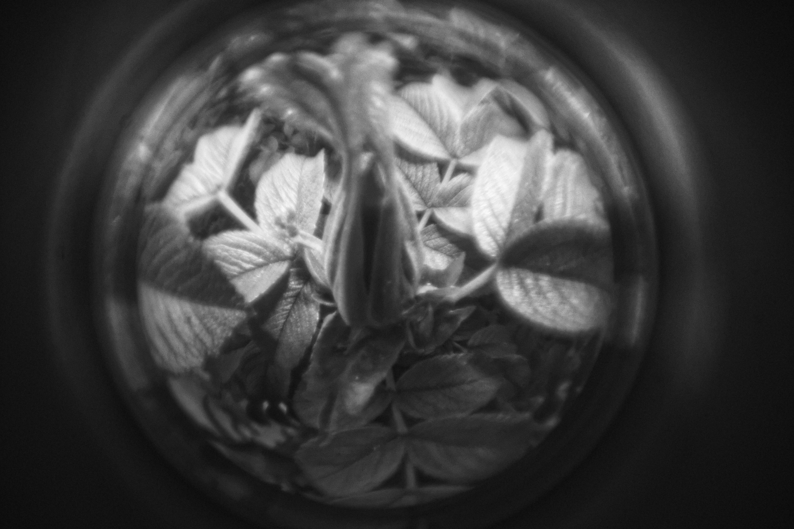 Bardo / Астигматическая ловушка для снов. Роман Ходырев — художник, фотограф, музыкант, эзотериолог. Санкт-Петербург, Рига
