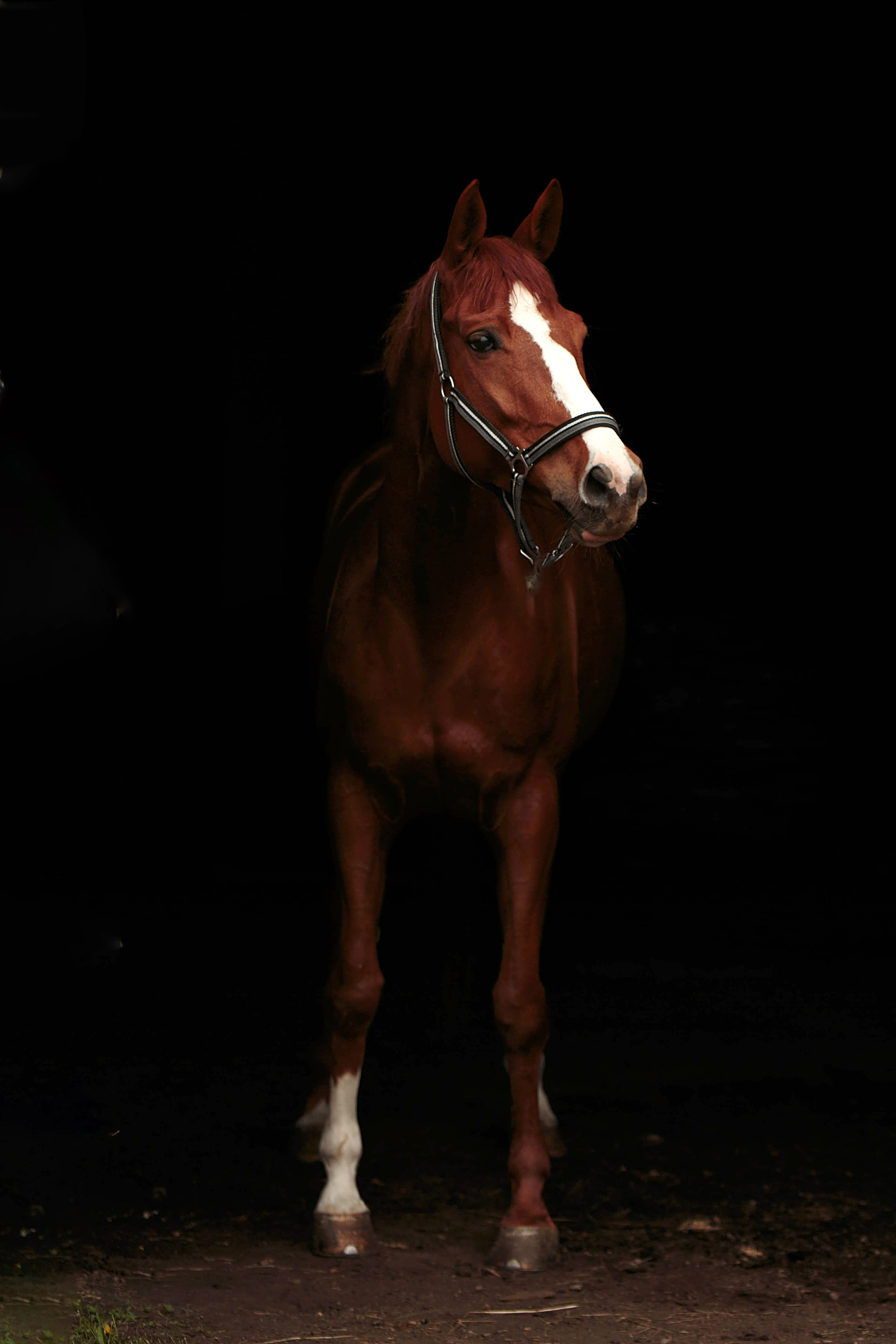 СЪЕМКА ЛОШАДЕЙ. Конный фотограф в Красноярске — Любовь Похабова