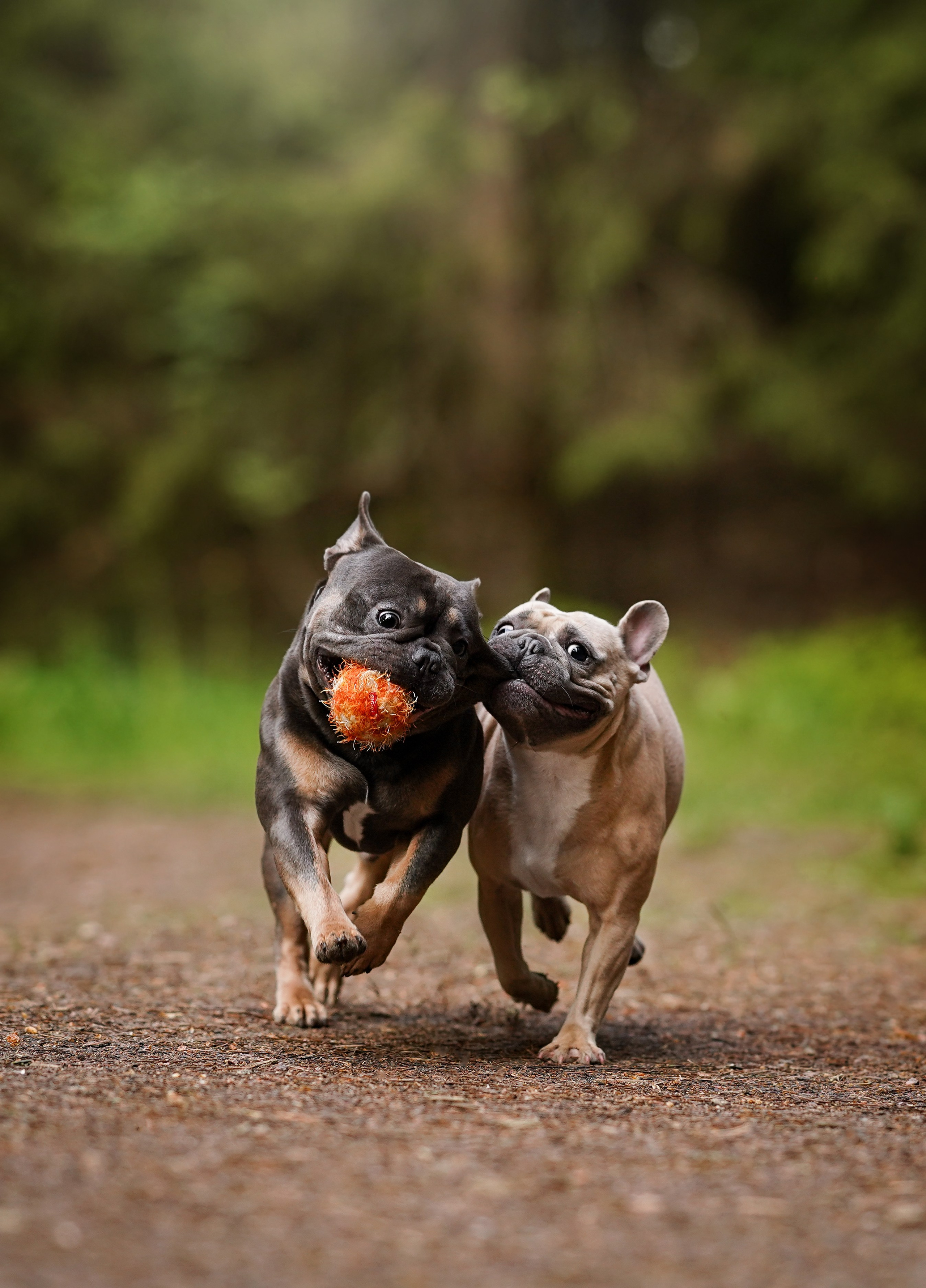 Юлия Петя и Моника. Фотограф-анималист в Санкт-Петербурге Яна Мартынова