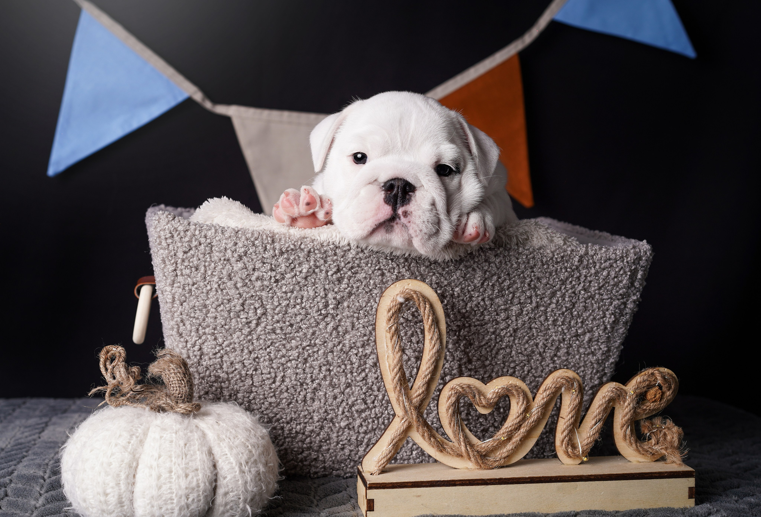 Щенки бульдога. Фотограф-анималист в Санкт-Петербурге Яна Мартынова