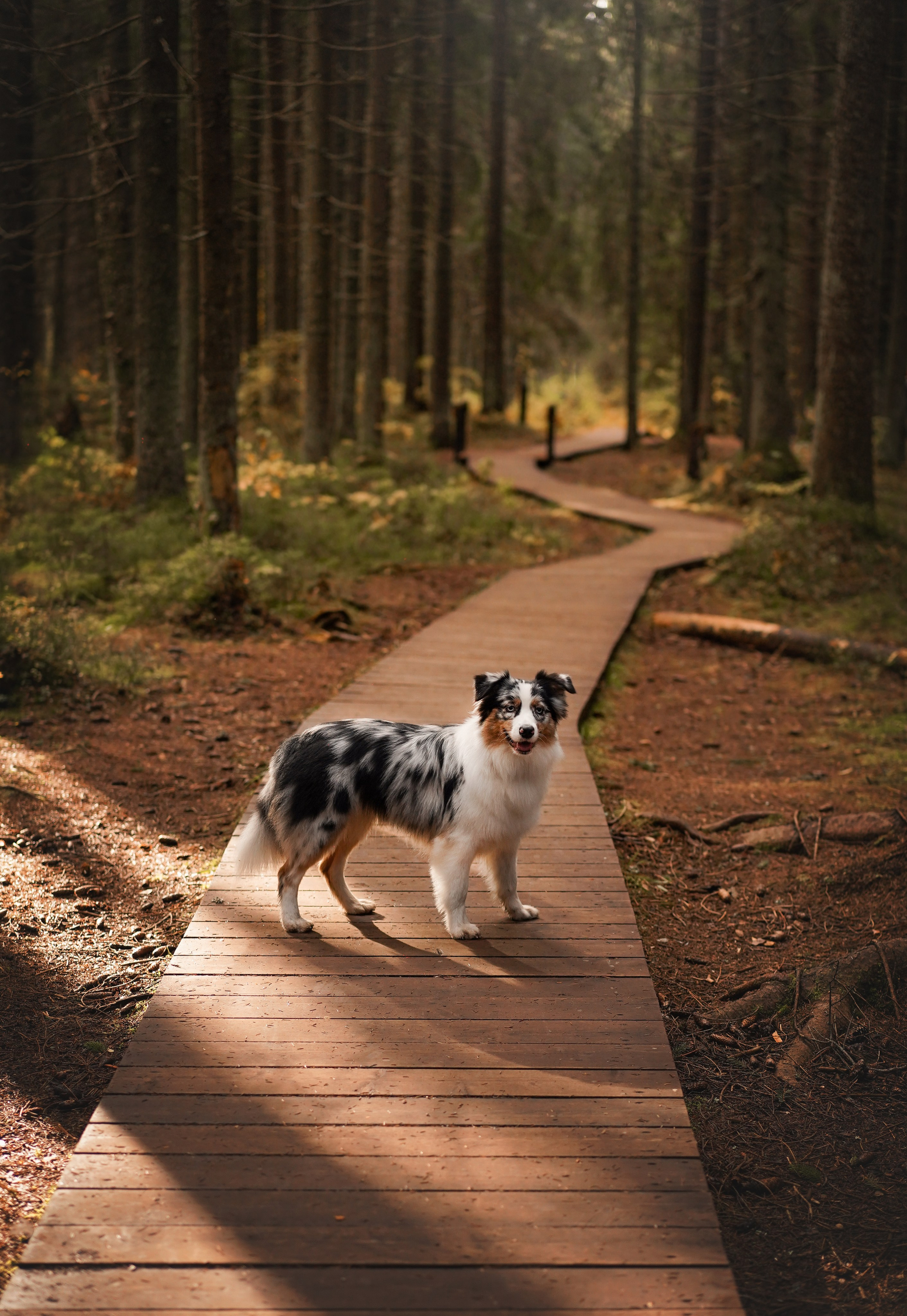 Соня Гавриил и Юкки. Фотограф-анималист в Санкт-Петербурге Яна Мартынова