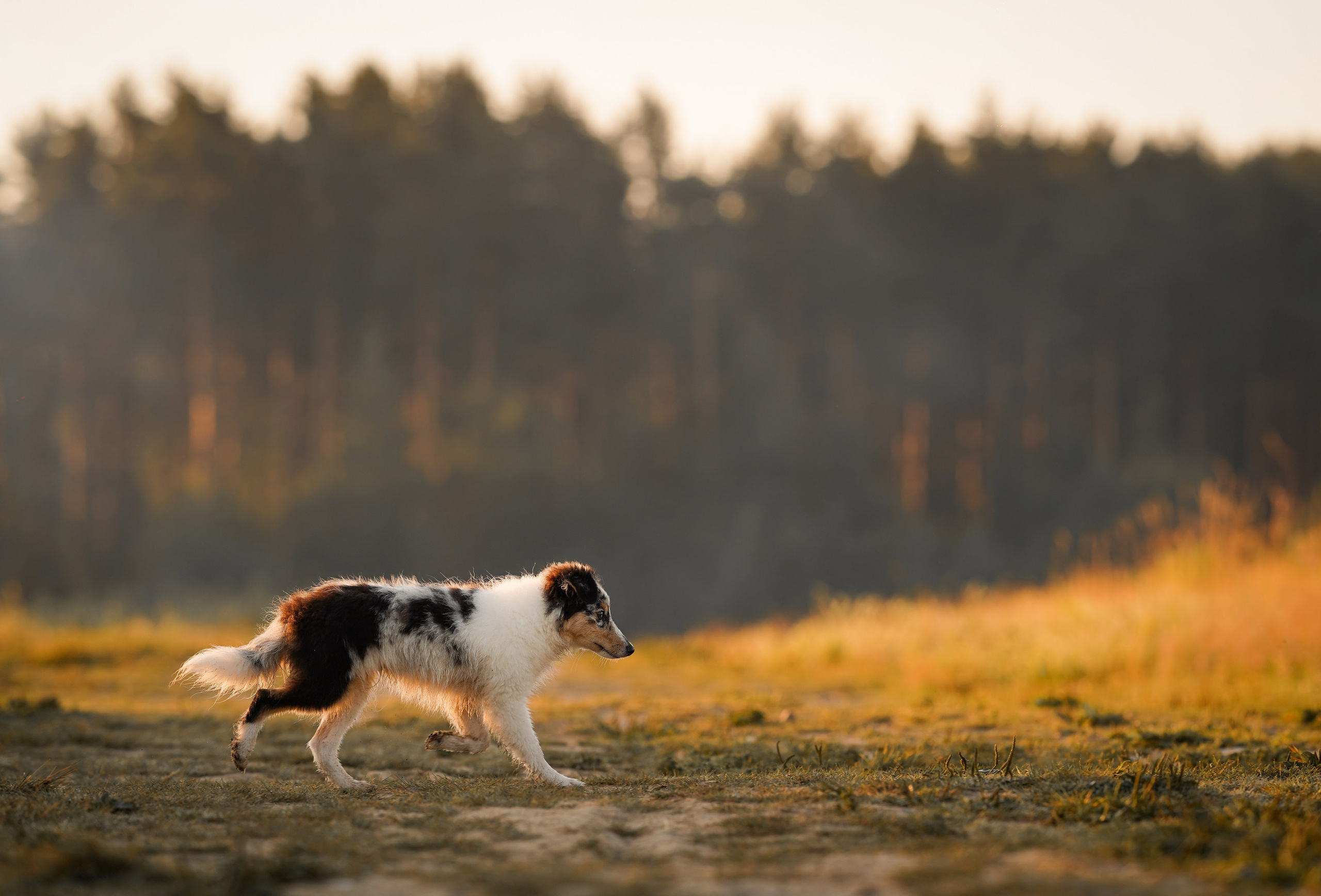 Алина и Лето. Фотограф-анималист в Санкт-Петербурге Яна Мартынова