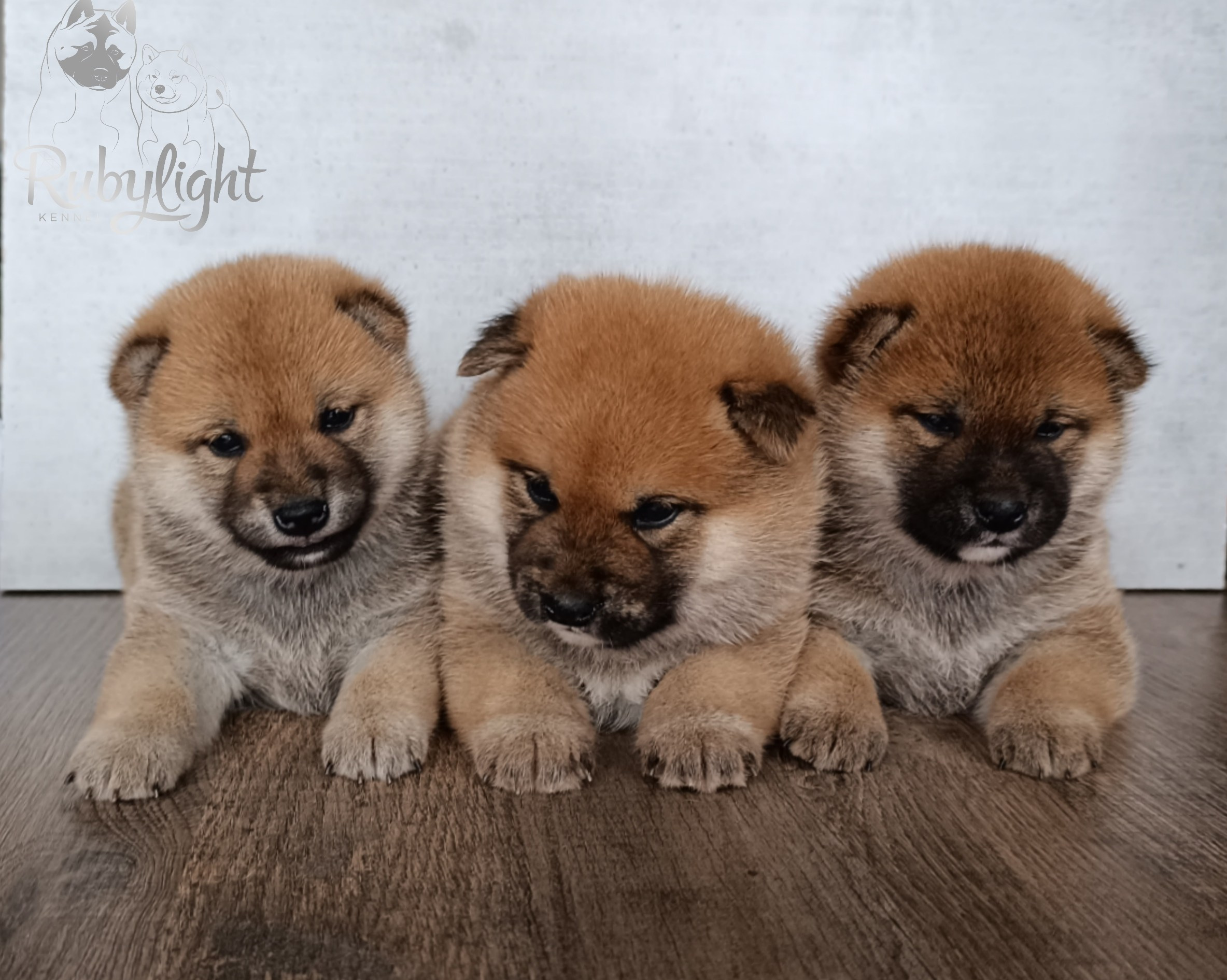 Сиба Помёт Е питомник Рубилайт