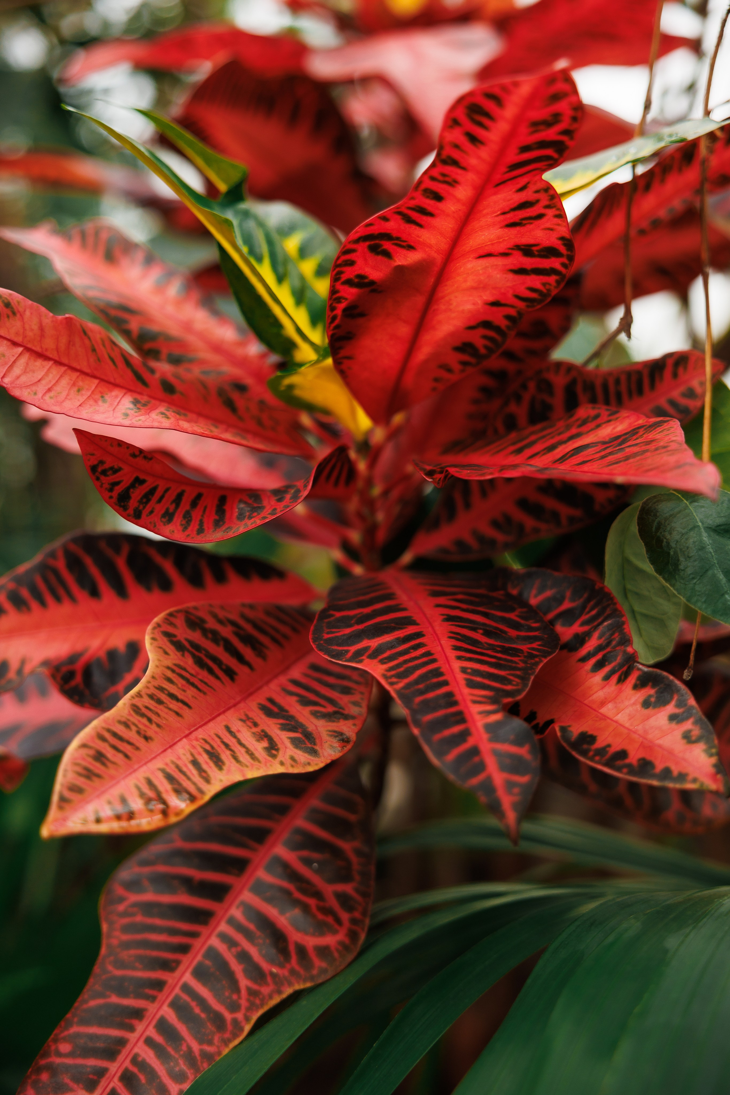 Свадебная прогулка в оранжерее. Питер. Свадебный и семейный фотограф в Москве Красинская Мария