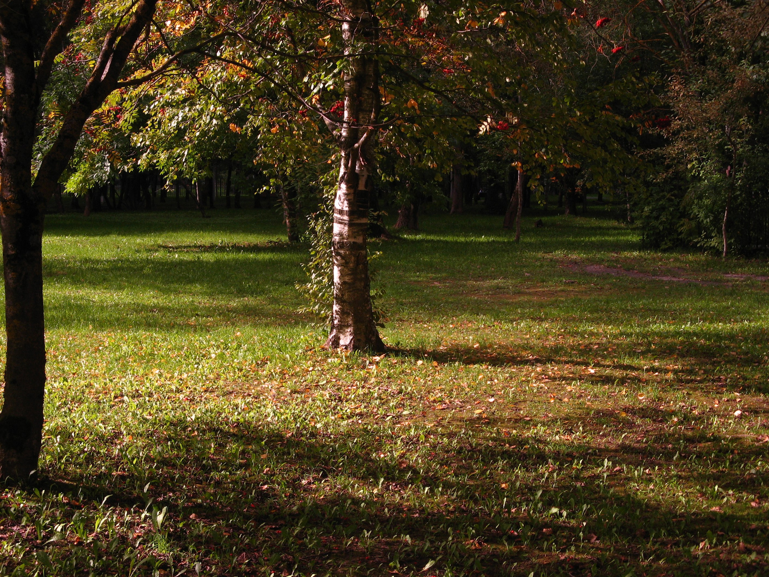 Сентябрь 2025. Den Mirov — Фотограф, Музыкант