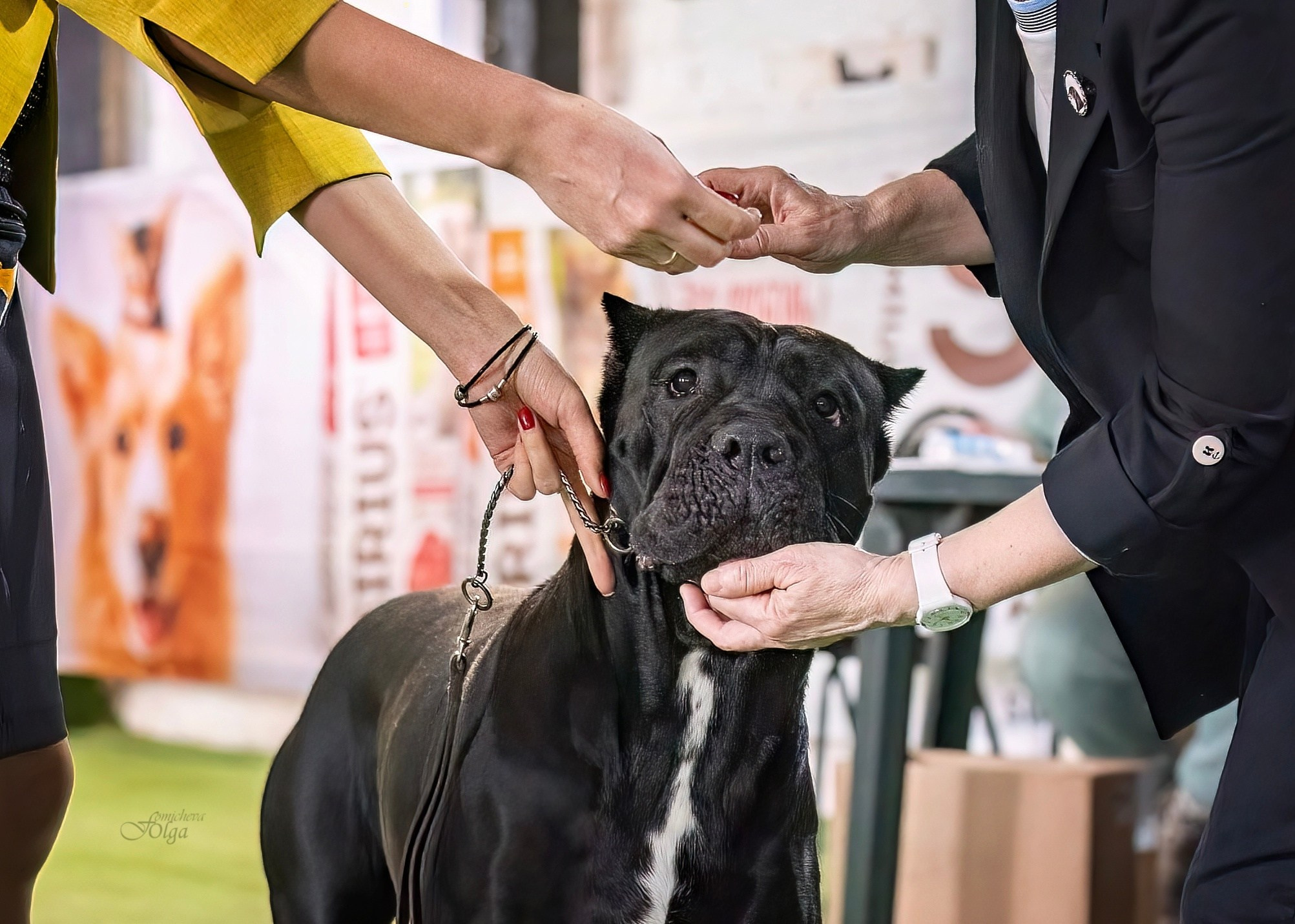 Репортажная съемка. Выставки, в ринге и за рингом. Фотограф-анималист Ольга Фомичева