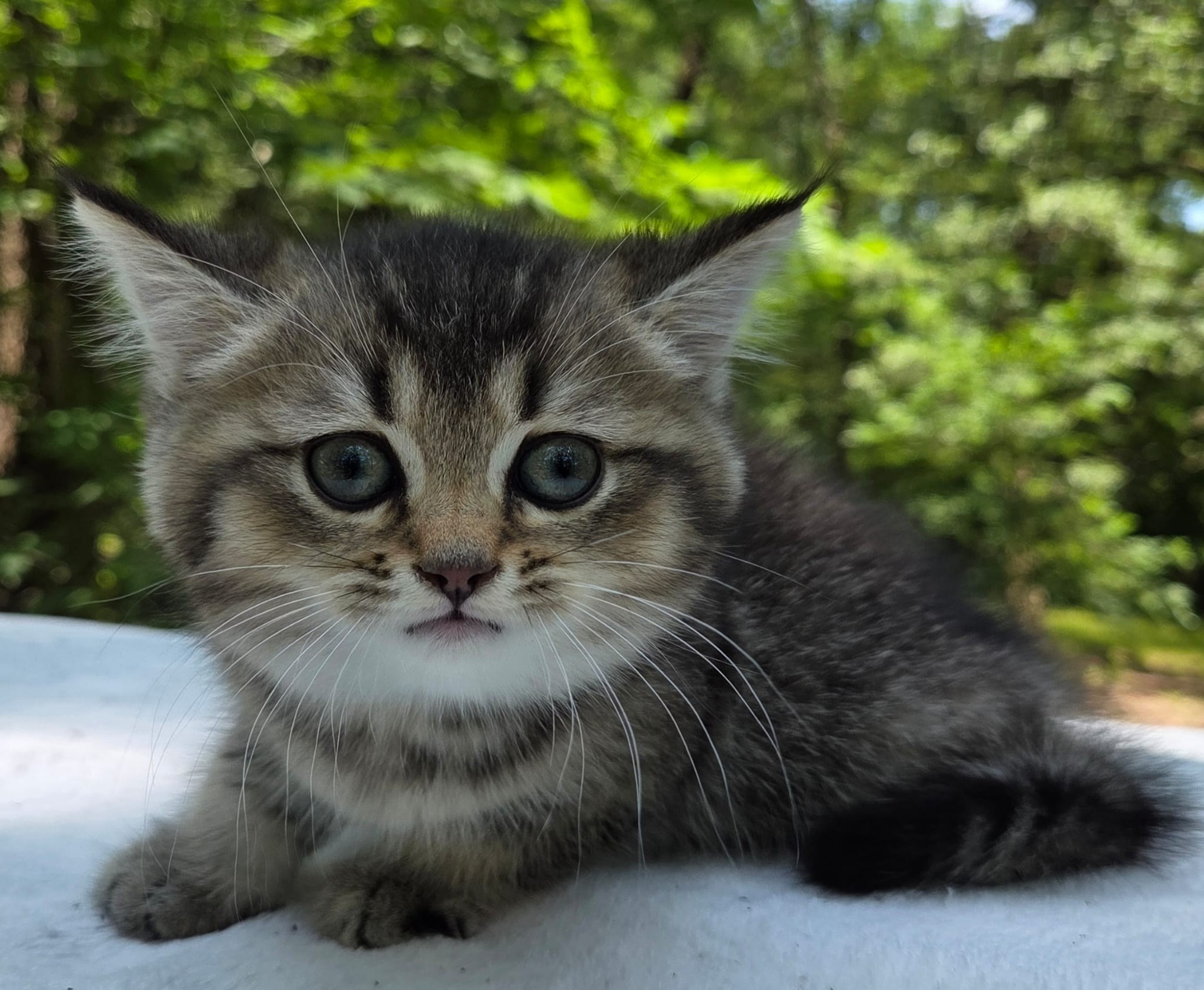 Stesha, female, 04.21.2026, $800. British shorhair Cats