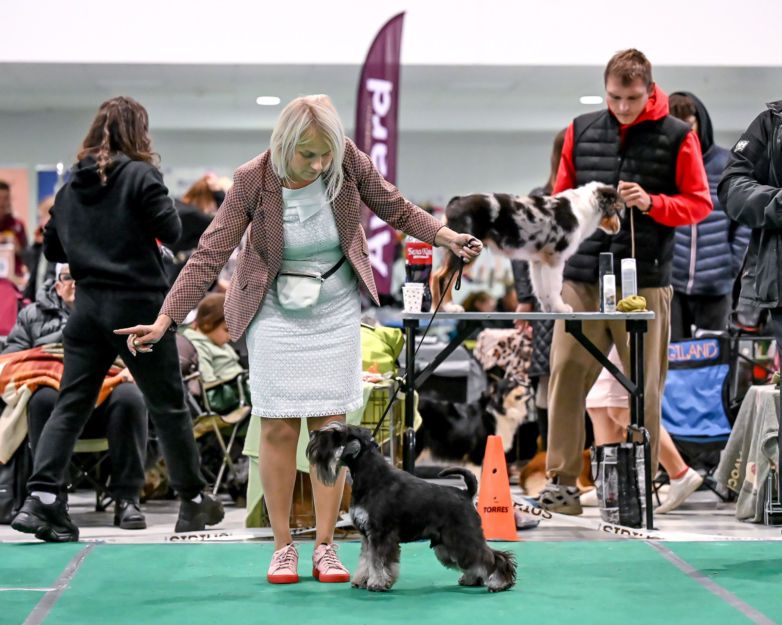 Delinso Balance Chivas Regal (Li Mu Zi Chinese Dragon x Delinso Balance Onyrico Tahoe)