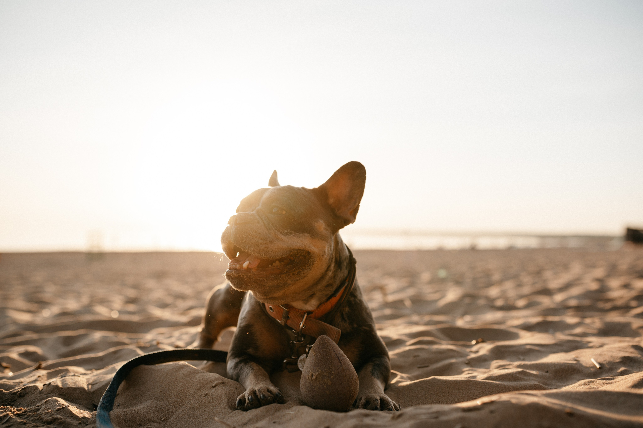 Коля и Бакс. Фотограф анималист в Москве Ольга Агушева