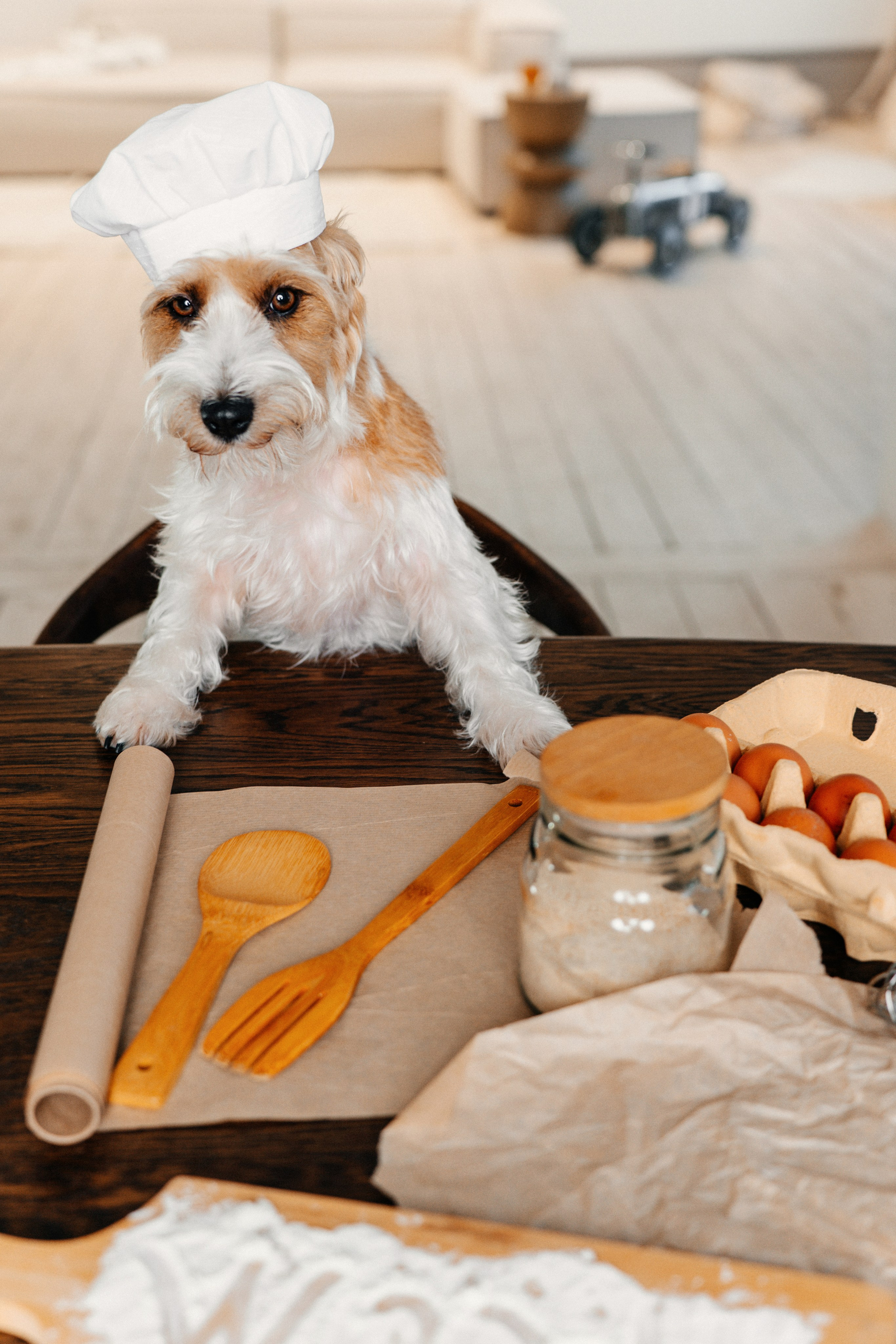 Красота хвостатых глазами хозяйки. Ваш семейный фотограф в Минске — Вика Трегубова