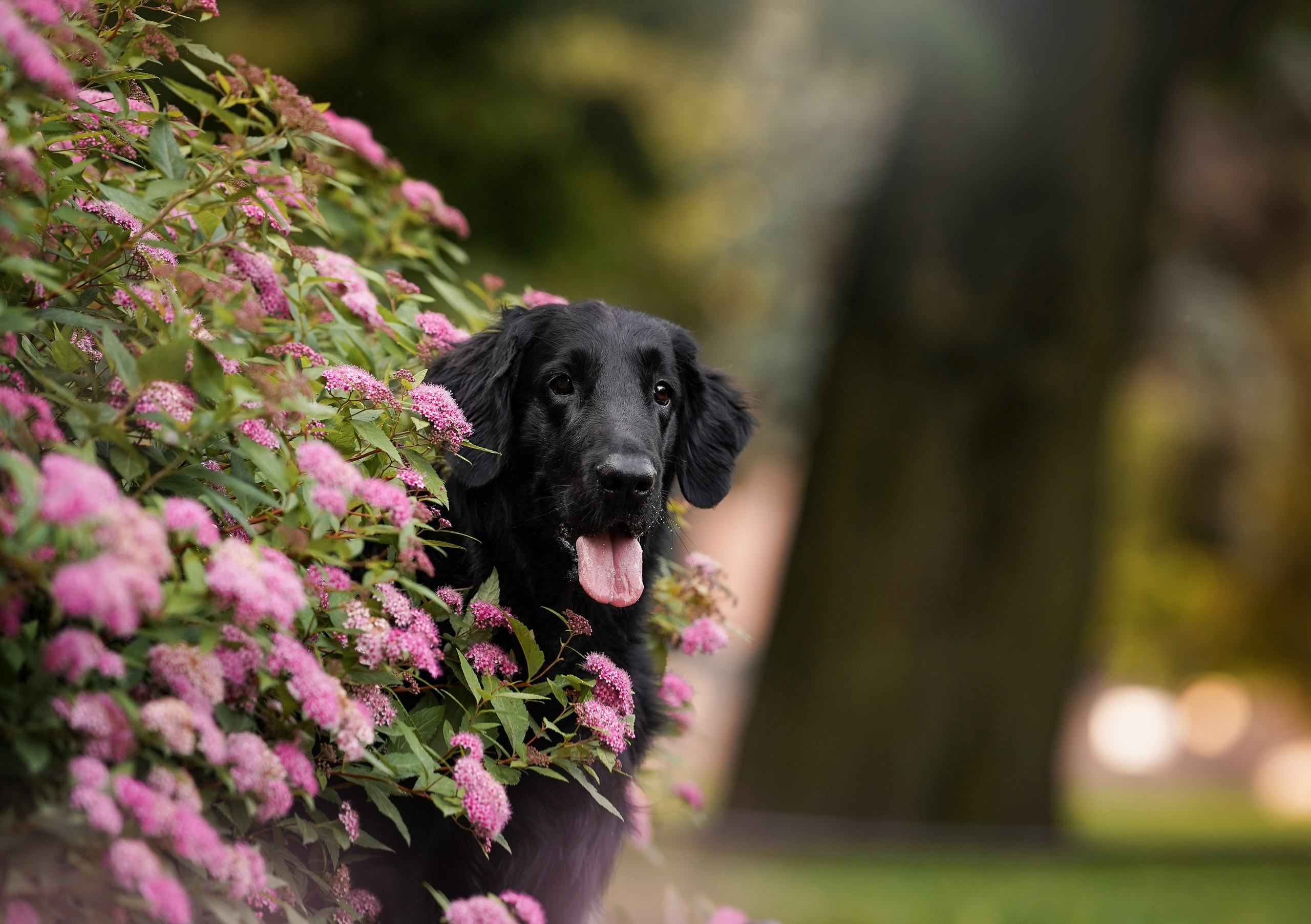 Анна и Мустик. Фотограф-анималист в Санкт-Петербурге Яна Мартынова