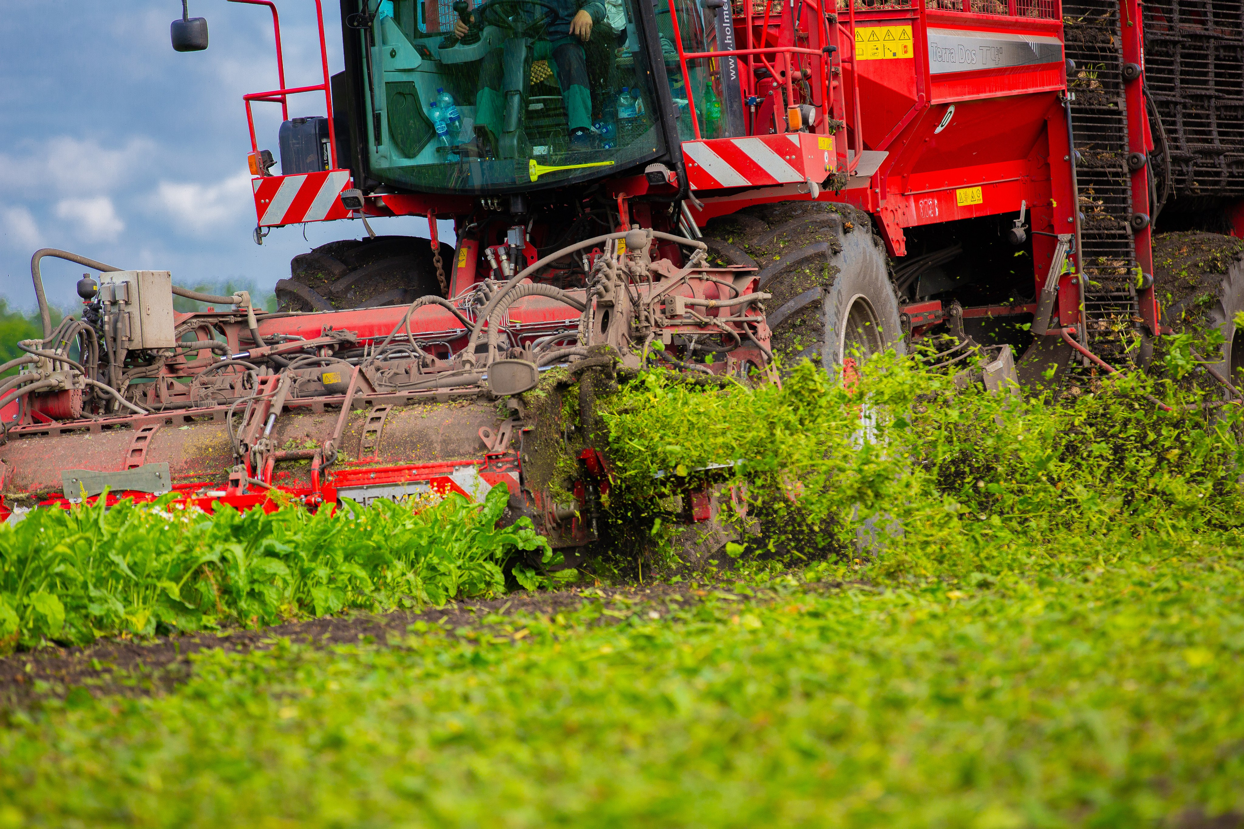 Уборка сахарной свеклы