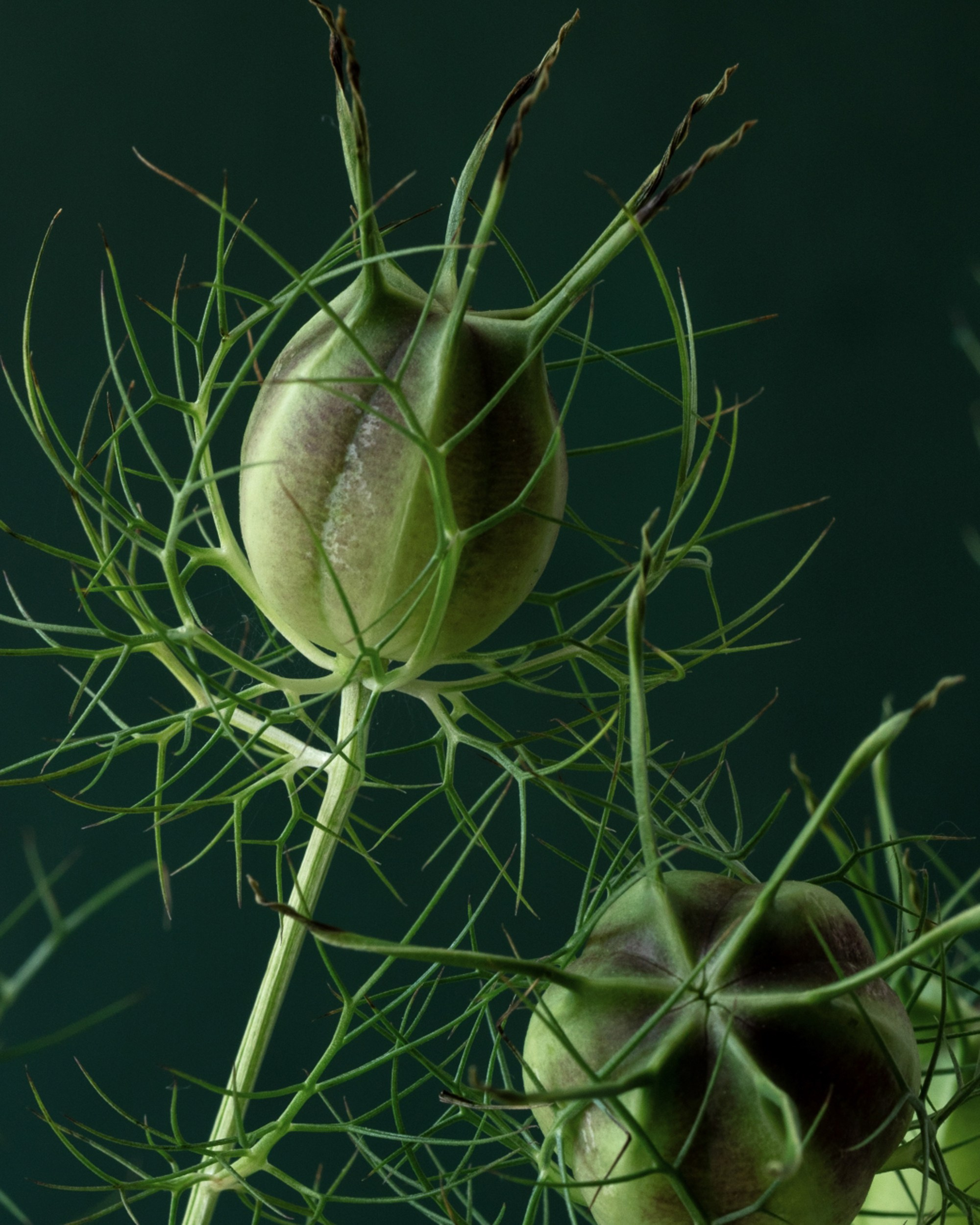 Outland. Author’s fine art prints with international delivery