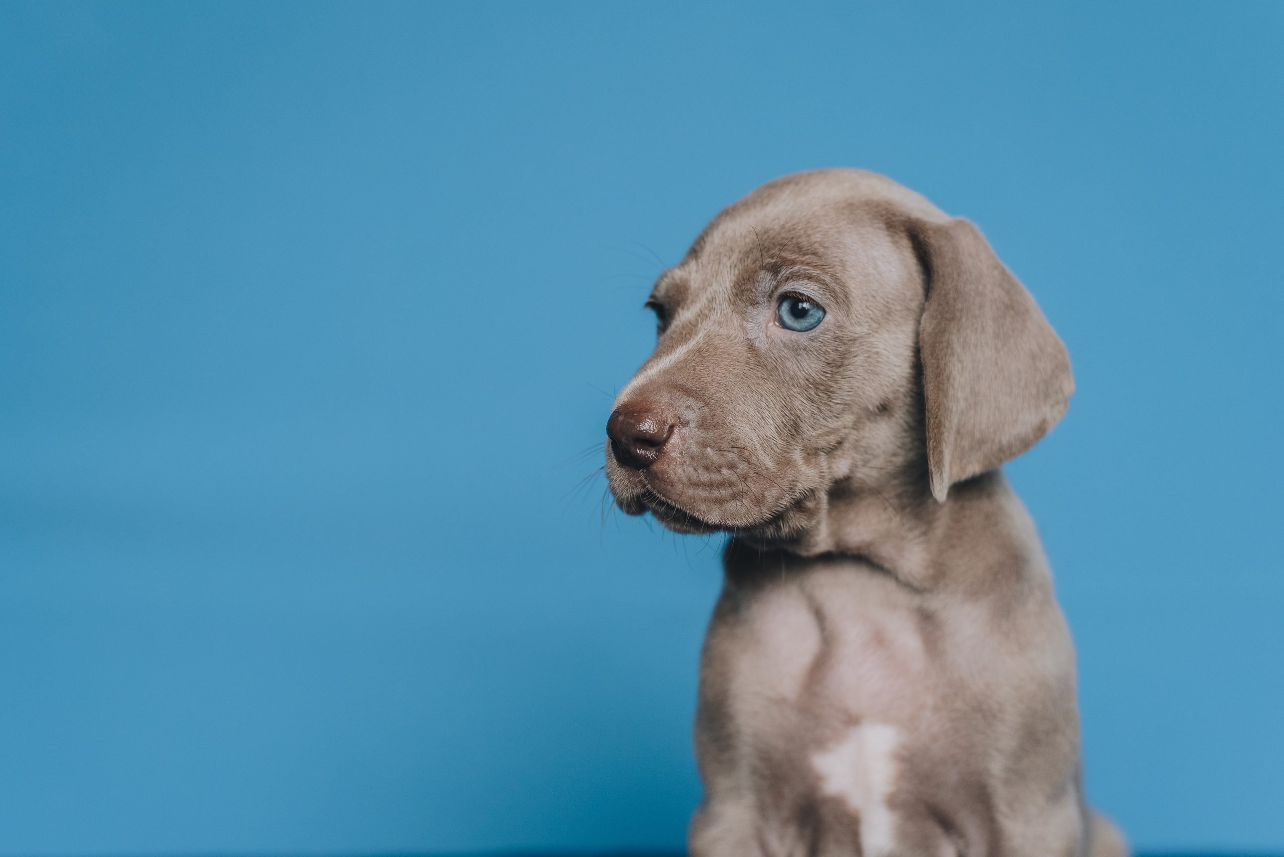 Weimaraner. Natalia Finch Photography — Family, Kids & Pet Photographer in Chicago, IL