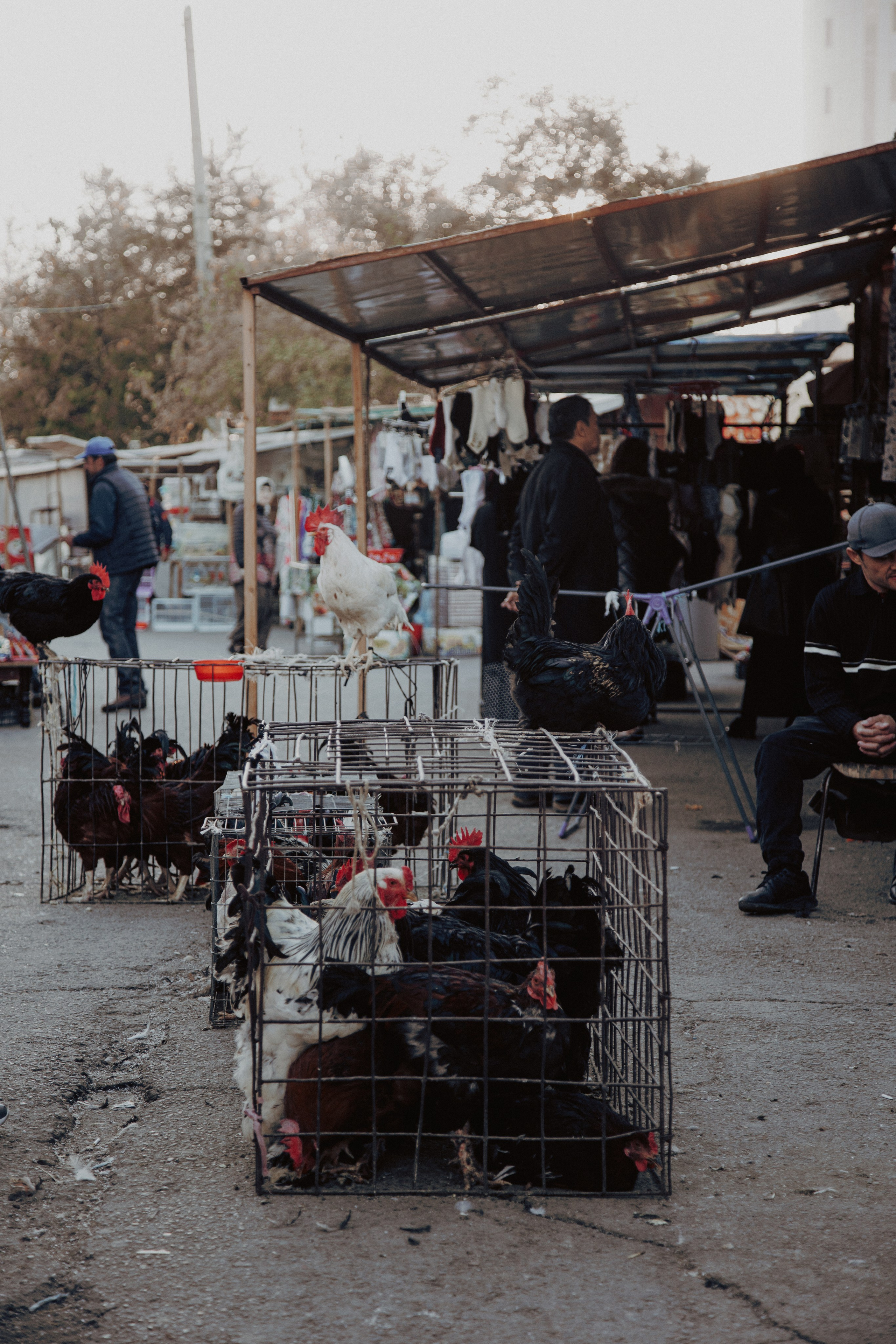 Узбекистан. Креатор Ольга Яш