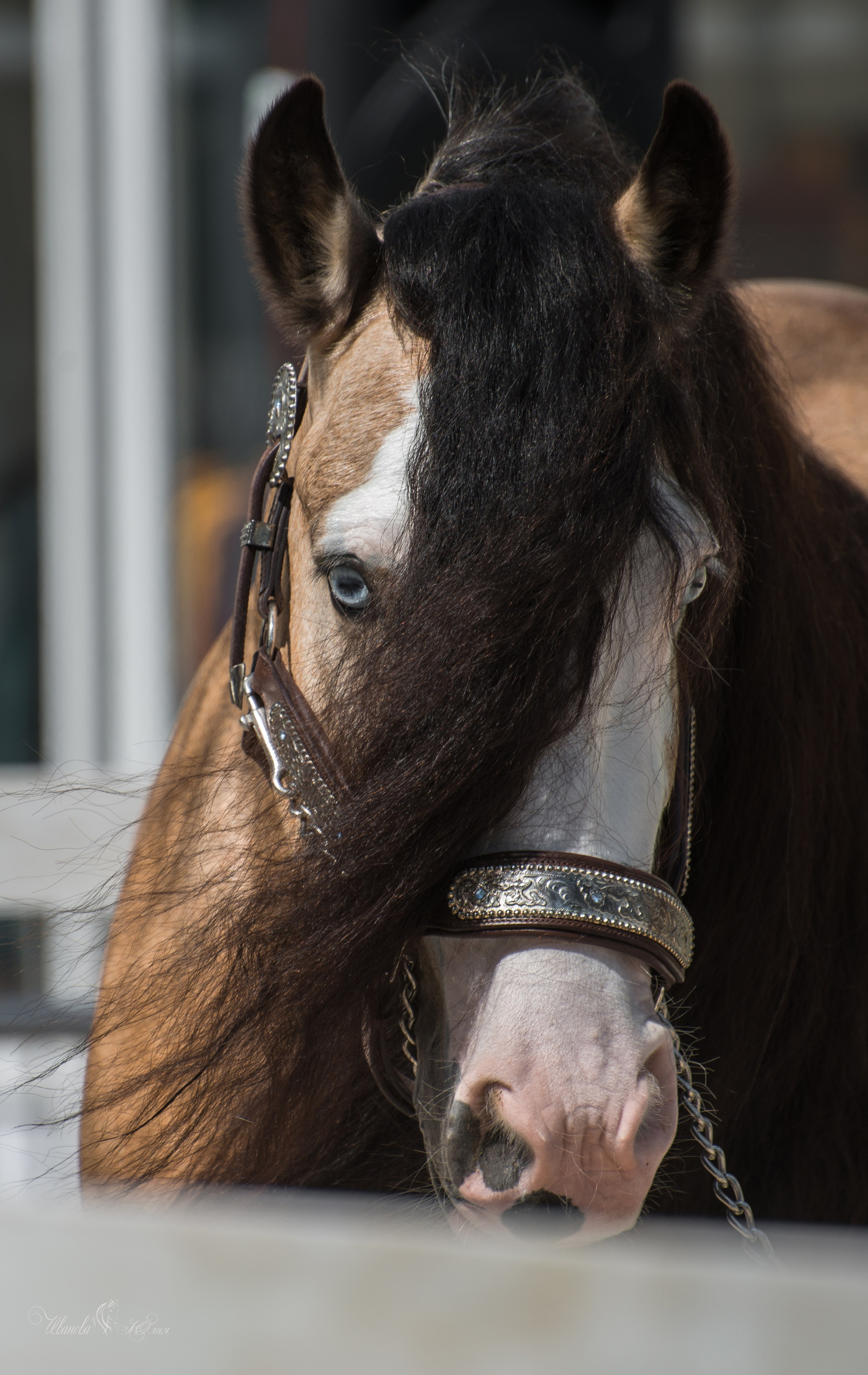 Эквирос, Москва. Конный фотограф в Саратове Юлия Иванова