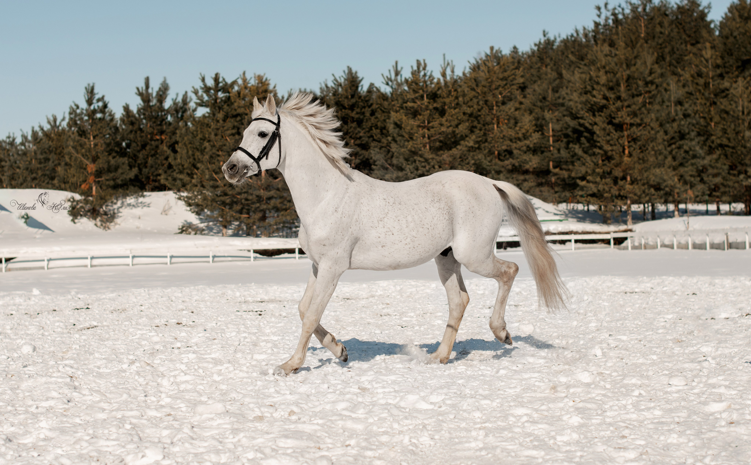 Лошади. Конный фотограф в Саратове Юлия Иванова