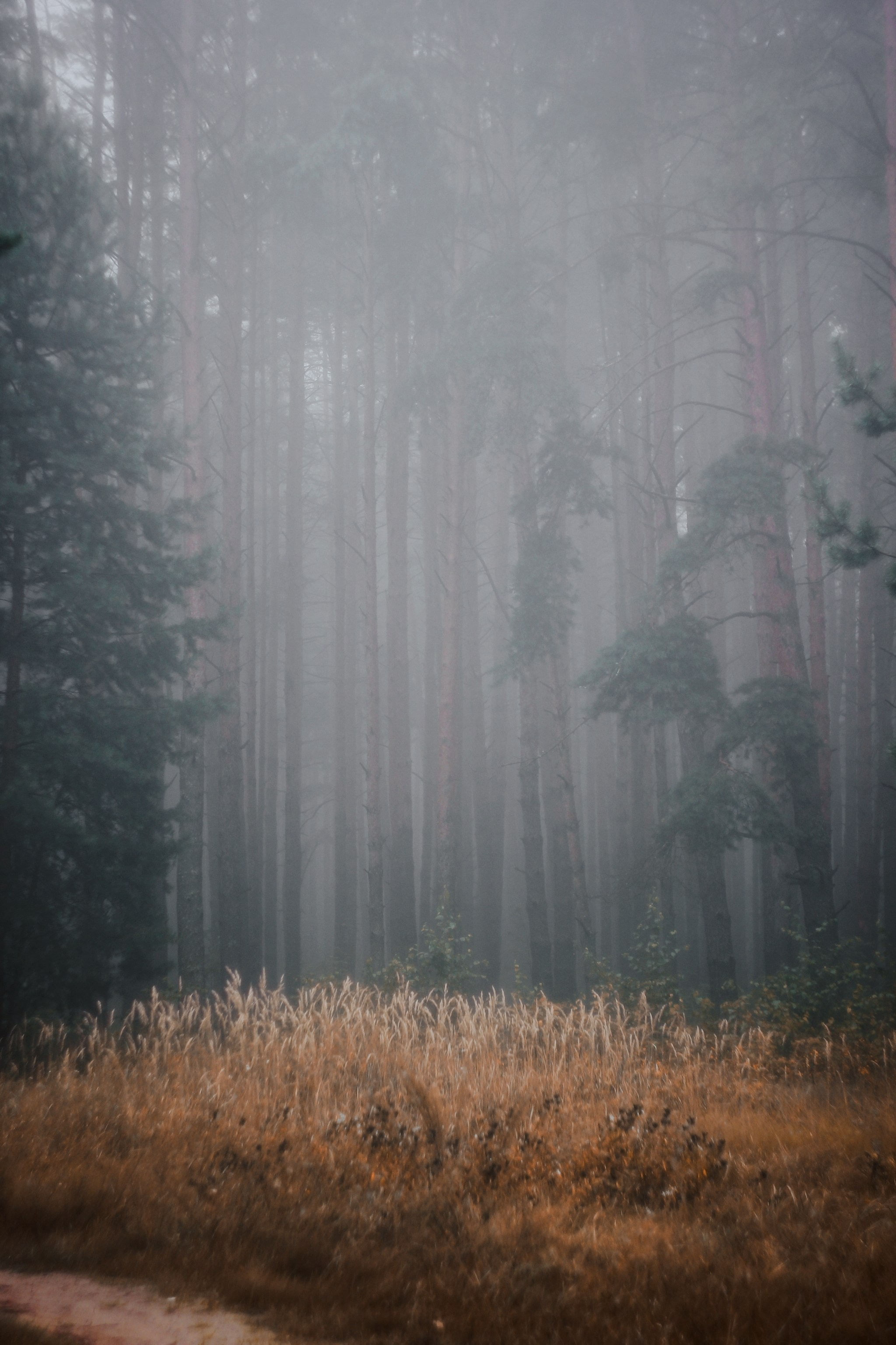 Меланхолия августа. С любовью, фотохудожник