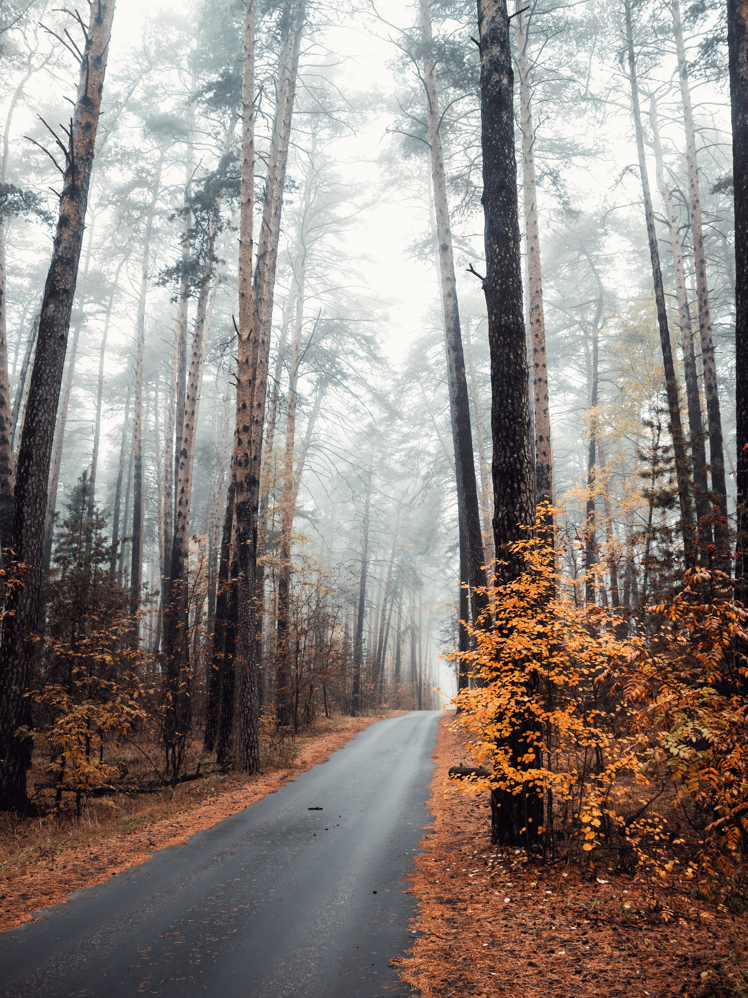 Октябрьский туман. С любовью, фотохудожник