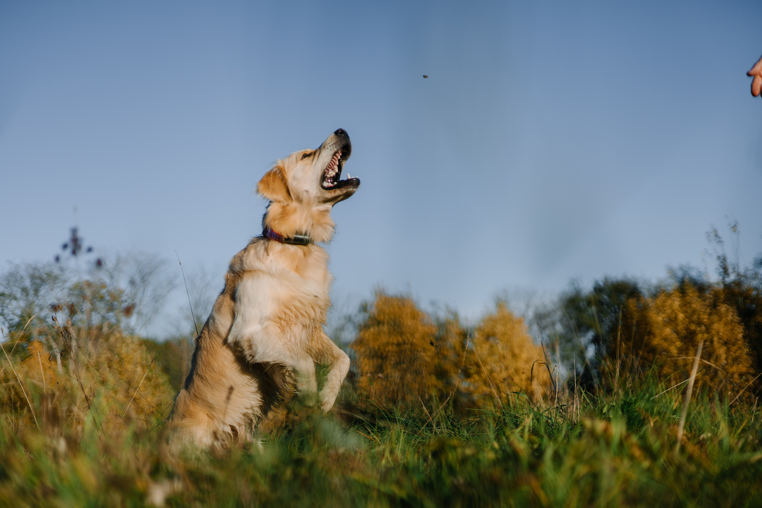 Для охотника