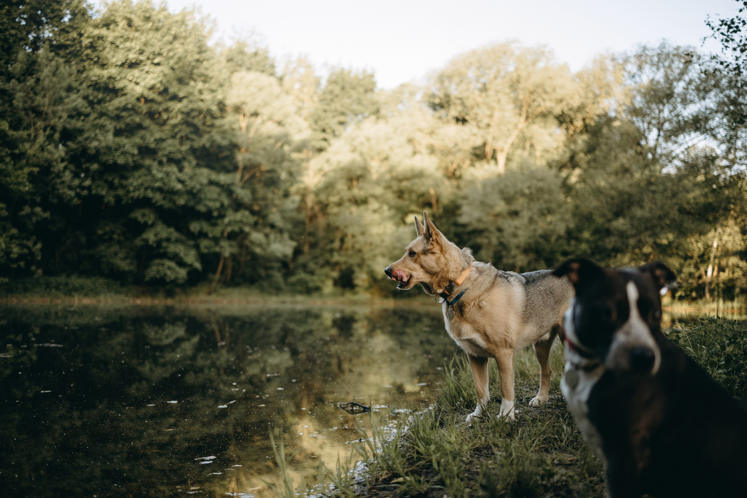 Татьяна, Сергей и их Булочка и Пончик. Фотограф — Анималист | Санкт-Петербург