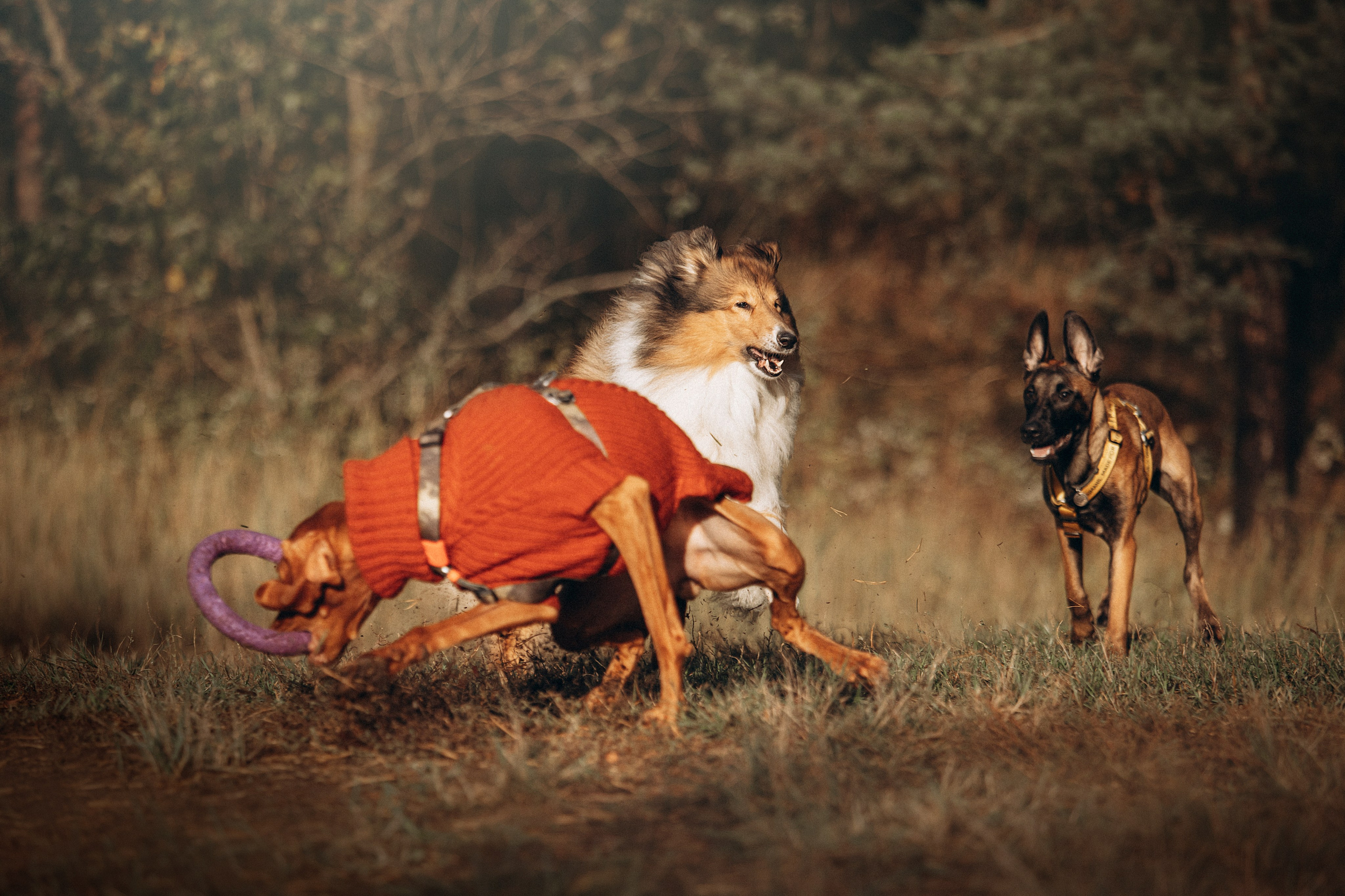 Трисс, Эста, Яся и их семья. Фотограф — Анималист | Санкт-Петербург
