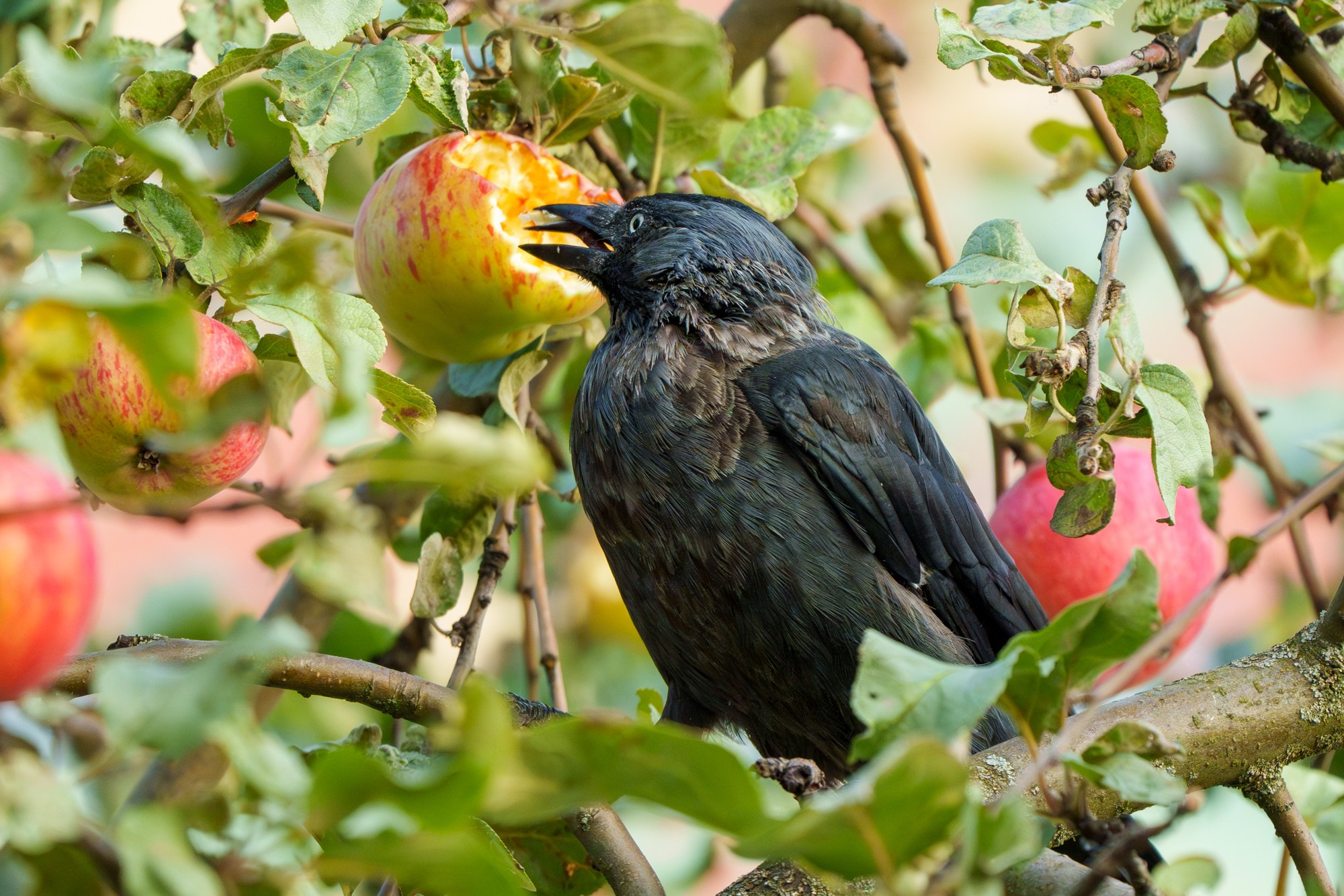 Удивительные мир птиц. Вокруг нас столько прекрасного — присмотритесь!. Ваш личный фотограф Марина Волкова