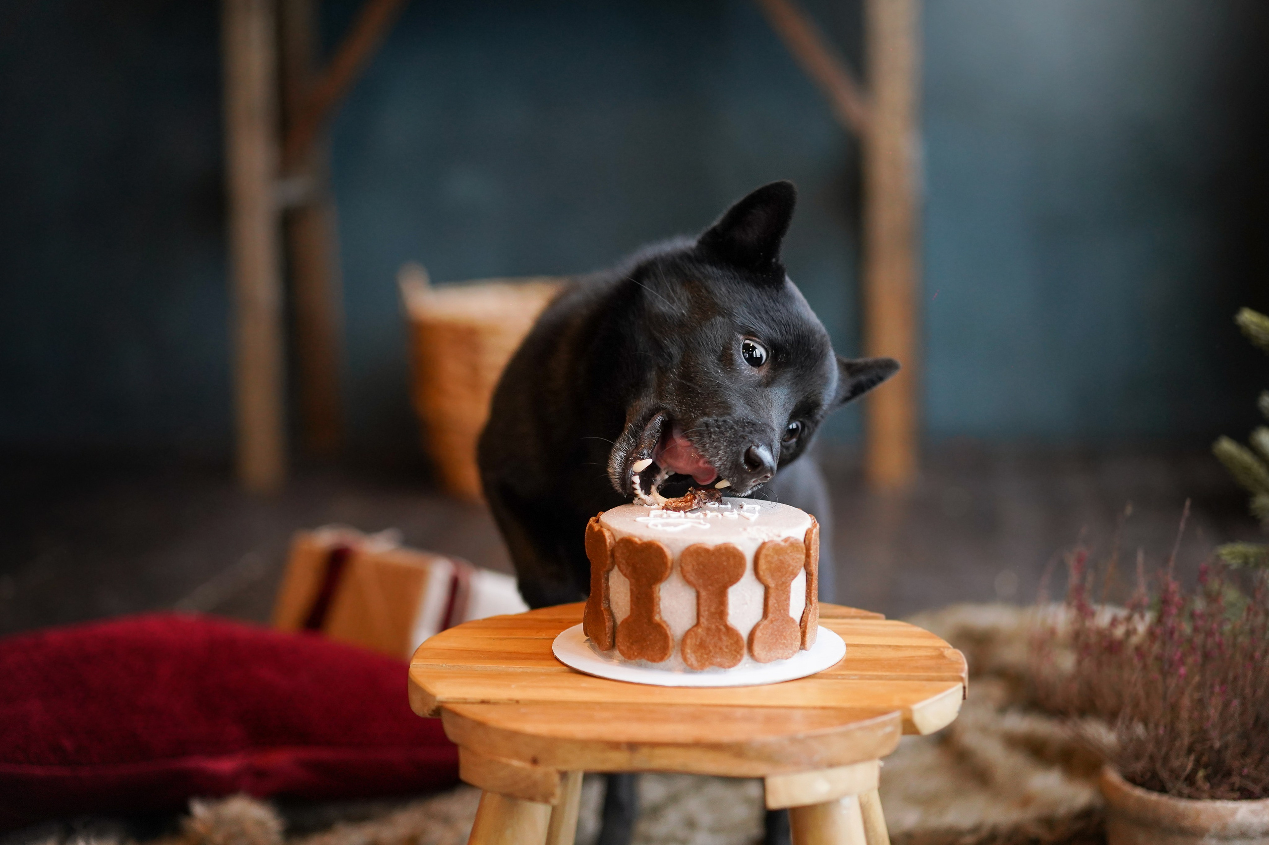 Аня и Арчи. Фотограф-анималист в Санкт-Петербурге Яна Мартынова