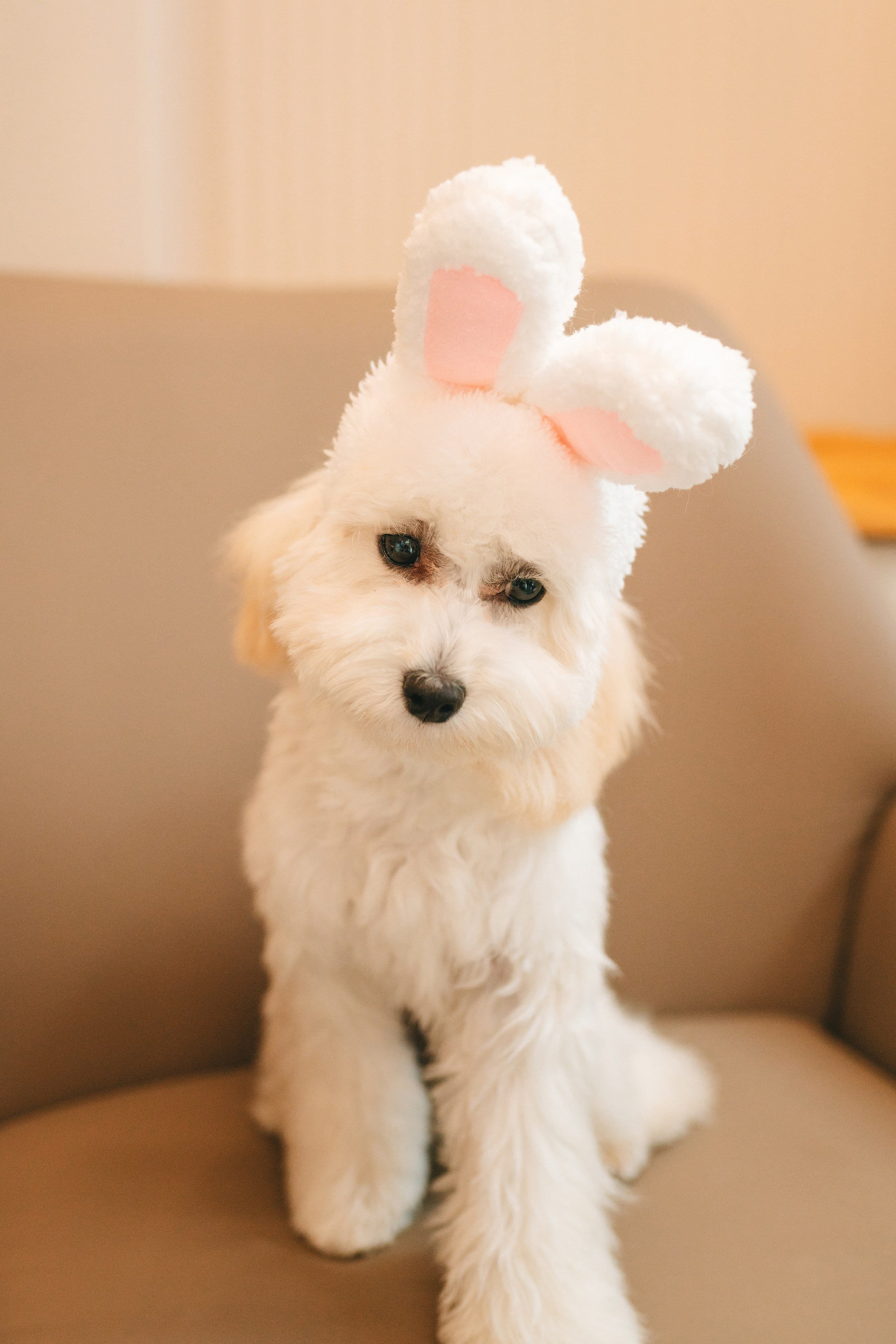 Груминг — салон. Фотограф анималист Осипчикова Мария