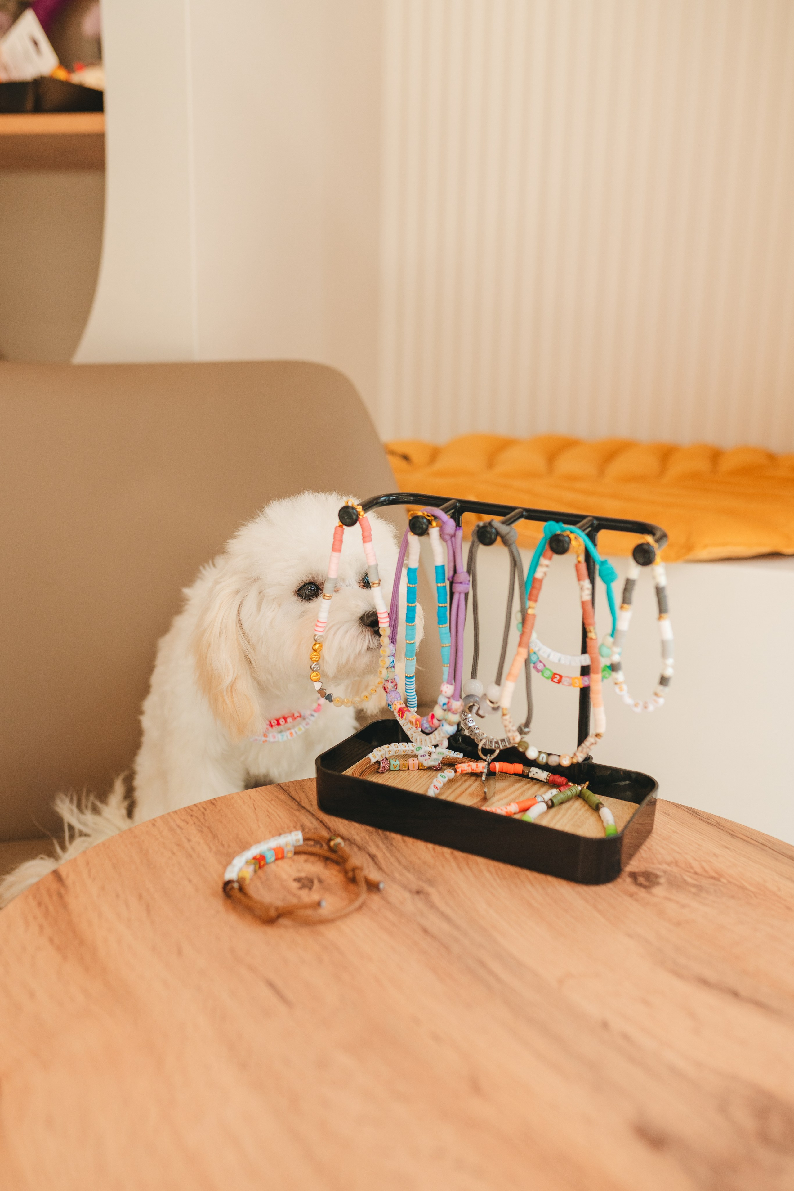 Груминг — салон. Фотограф анималист Осипчикова Мария