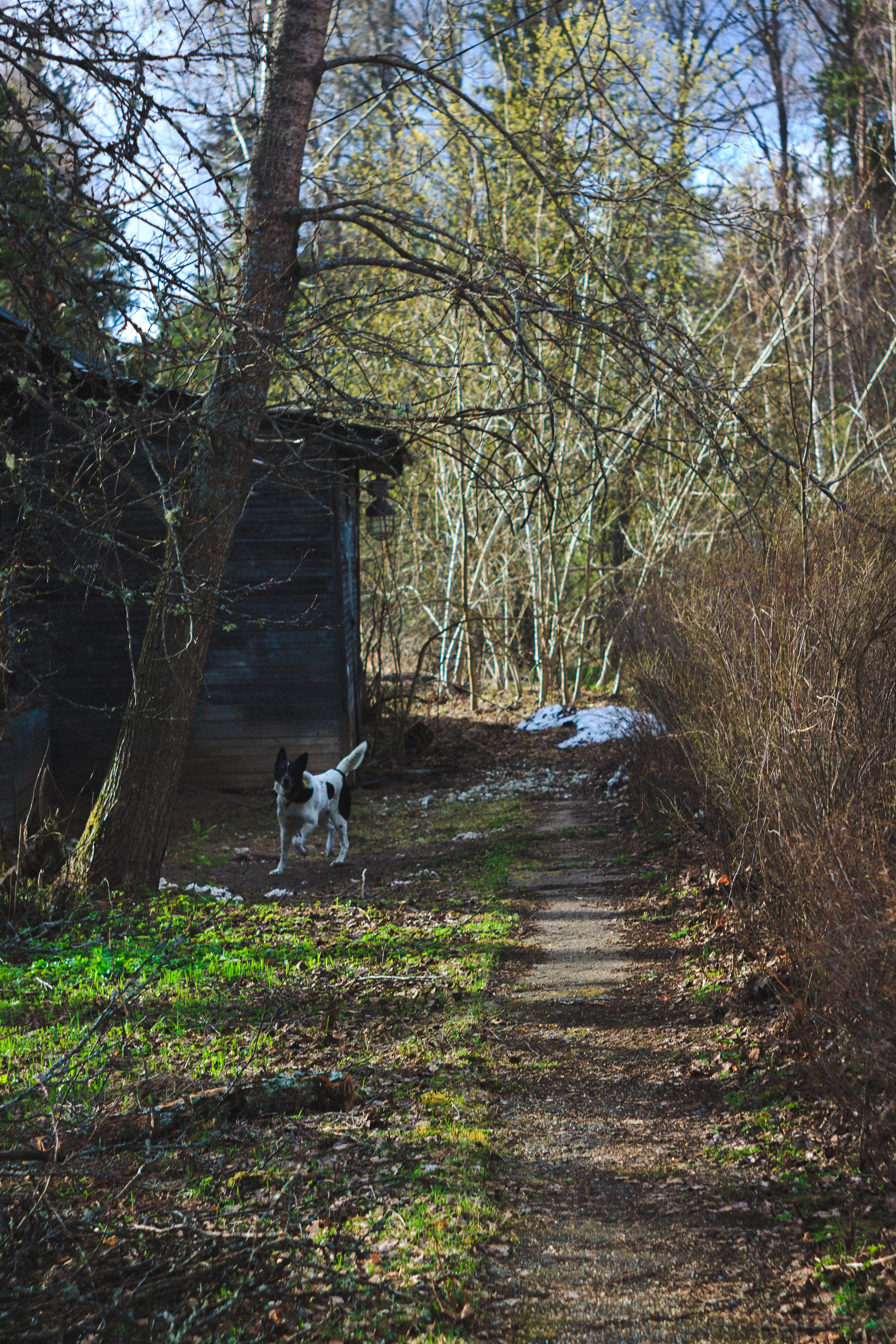 Деревня. Den Mirov — Photographer, Musician