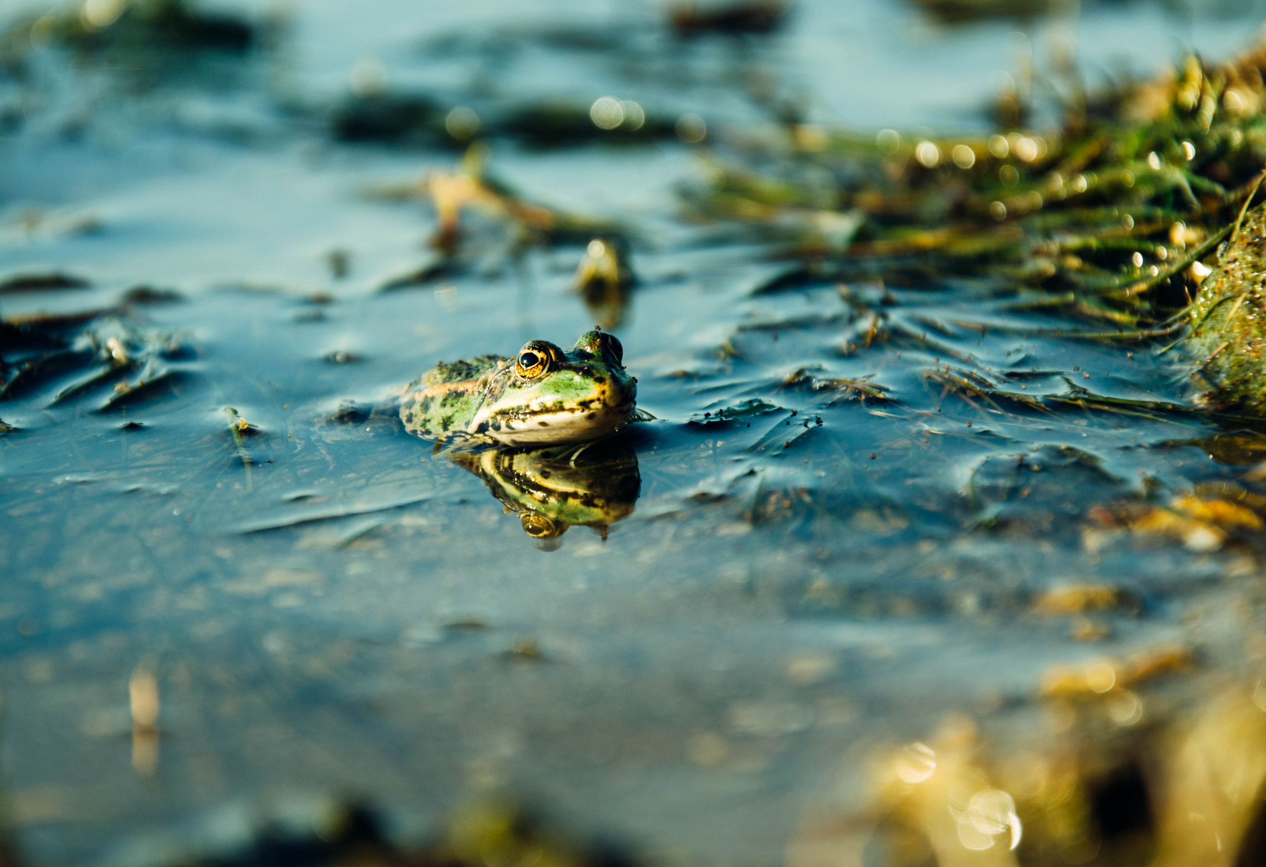 Дон. Главная