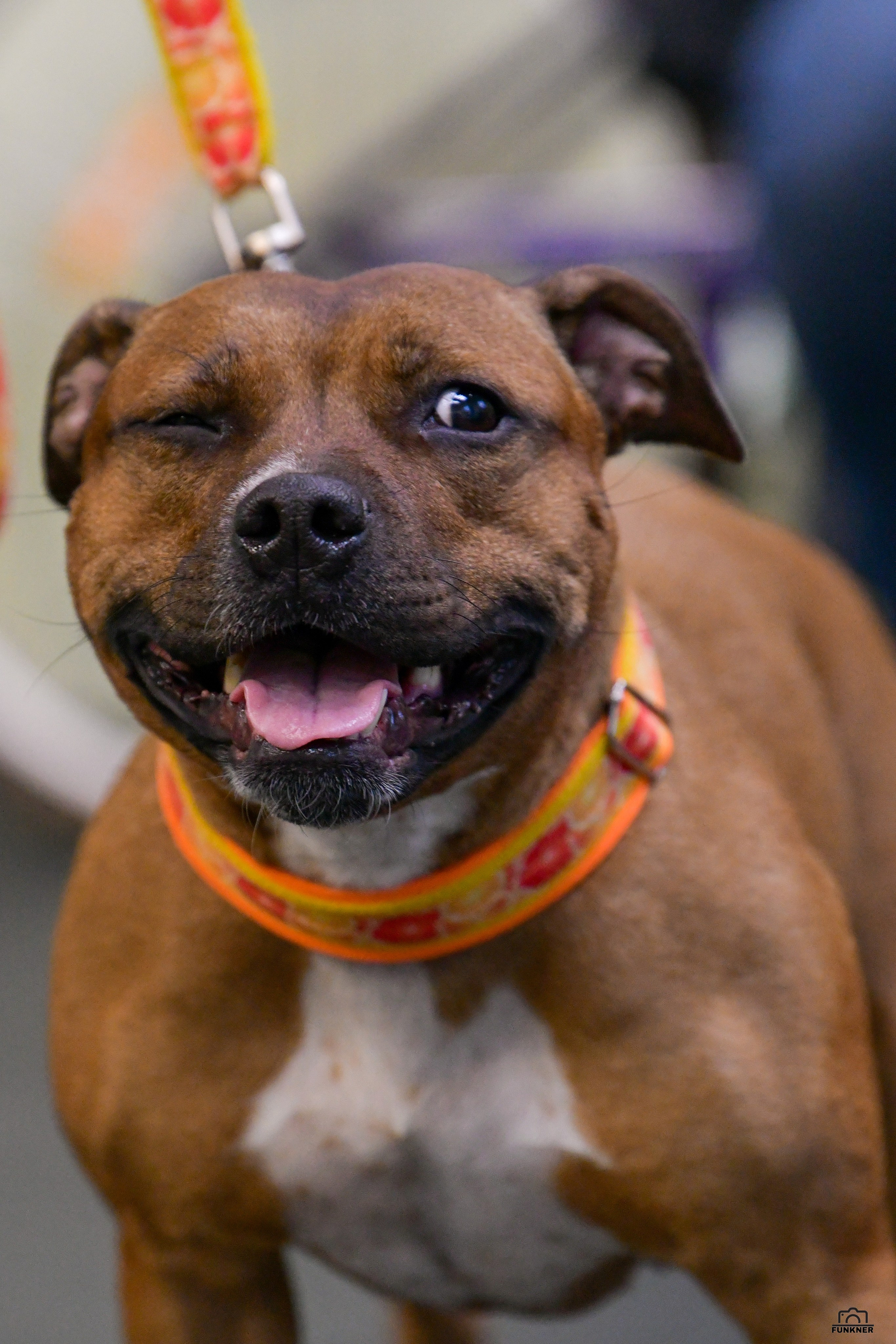 Кинологический клуб «Бодрый хвост». Свой взгляд через объектив