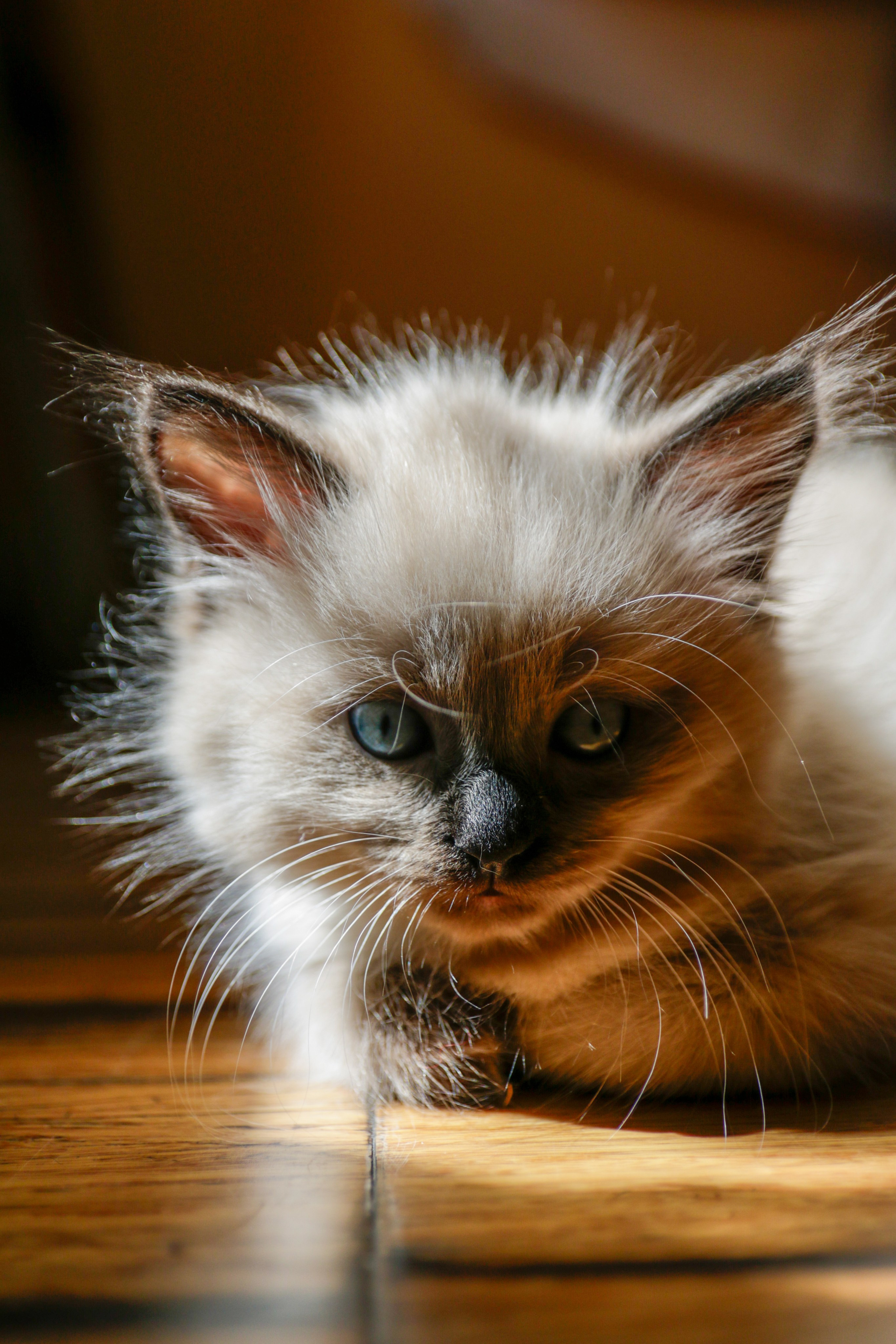 Ваш фотограф Северск | Томск