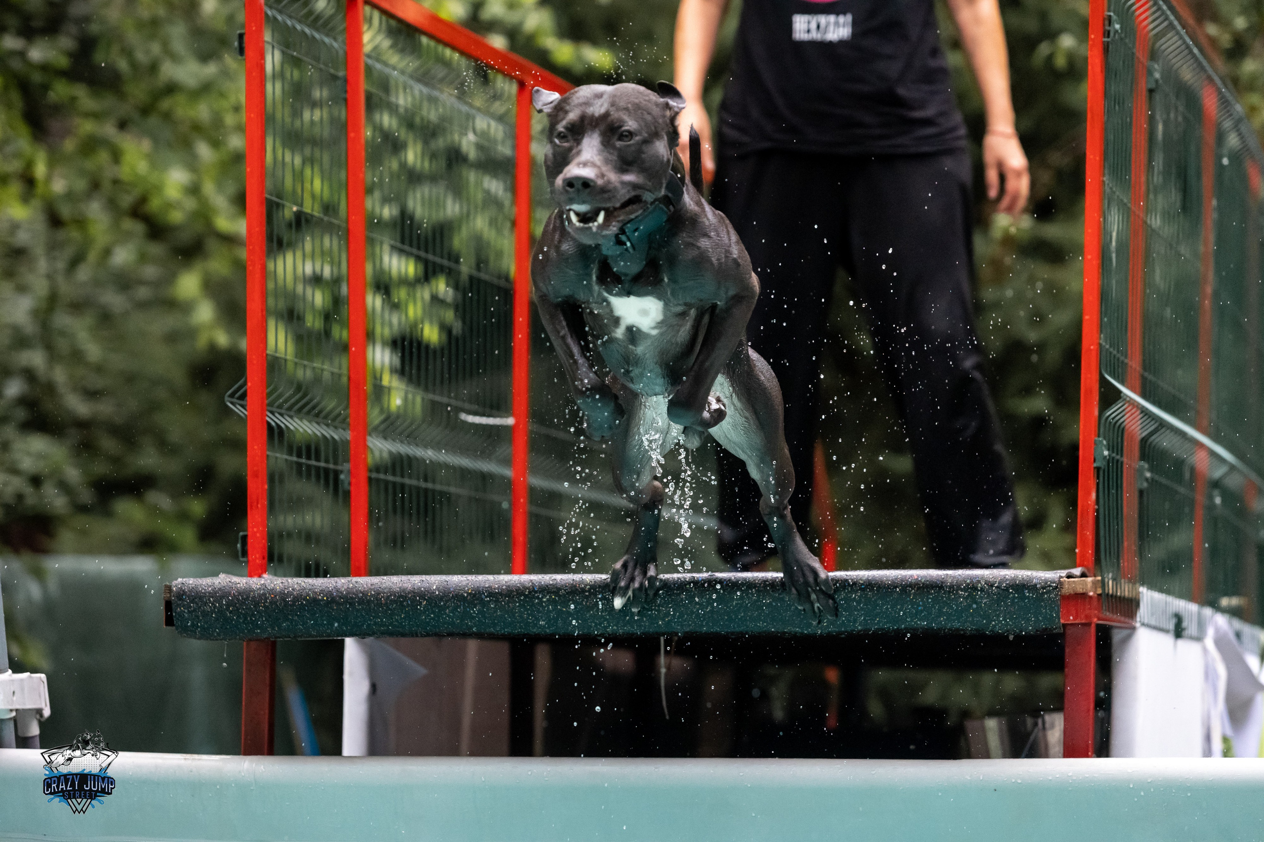 Собаки, спорт, Док дайвинг. Свадебный и репортажный фотограф в Москве и Московской области