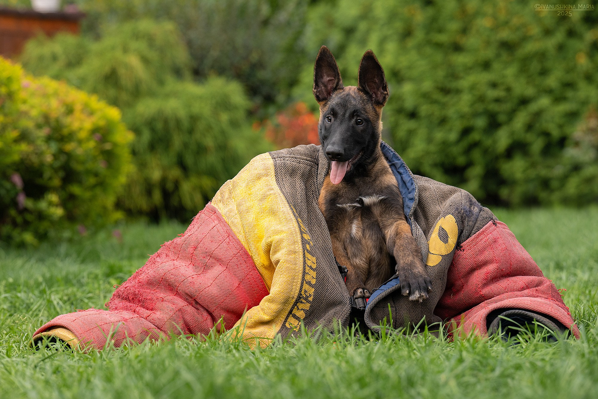 Фотосессия щенков на продажу. Фотограф собак в Москве и Московской области Иванушкина Мария