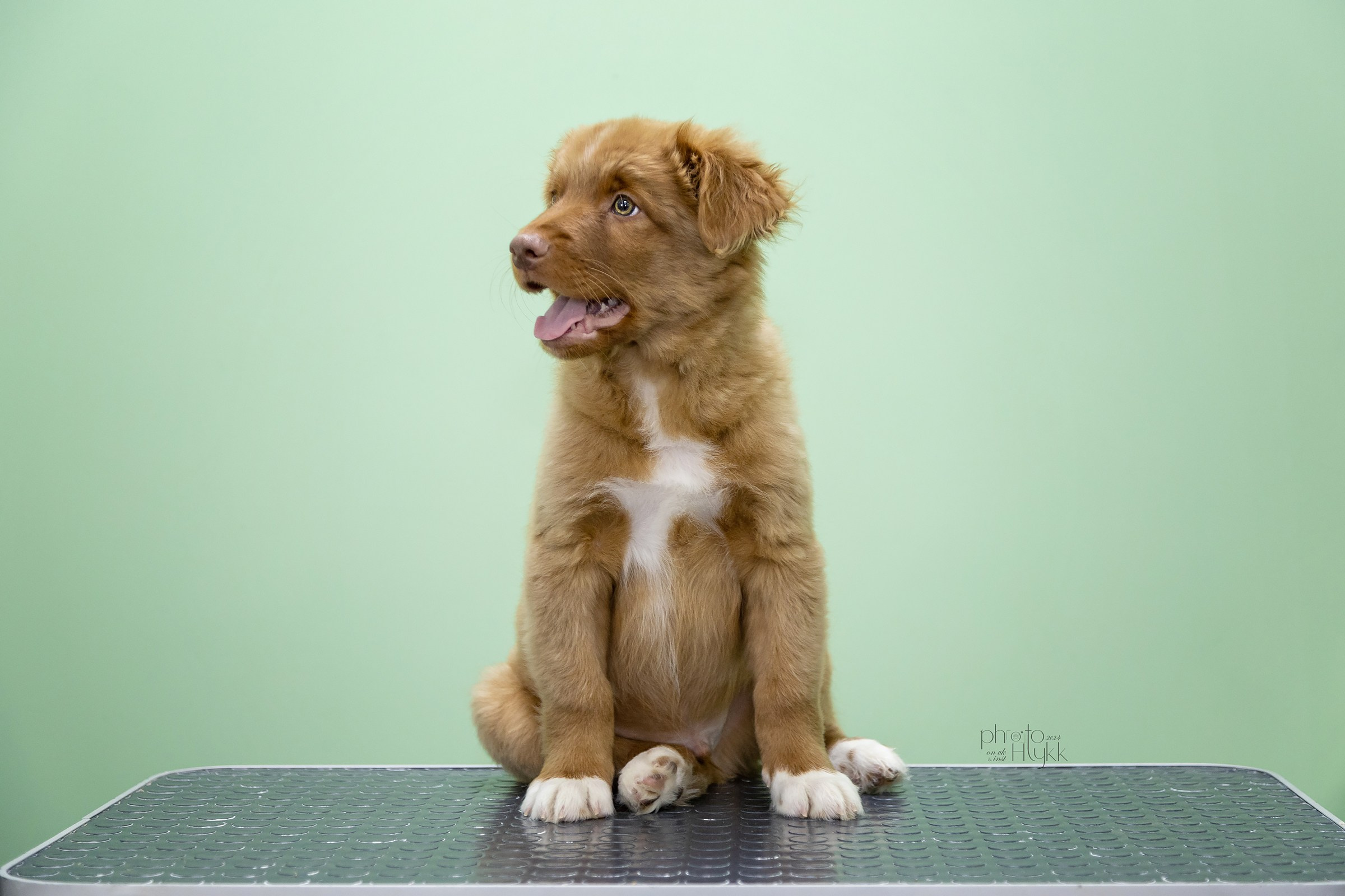 Щенки Толлера. Htykk_photo