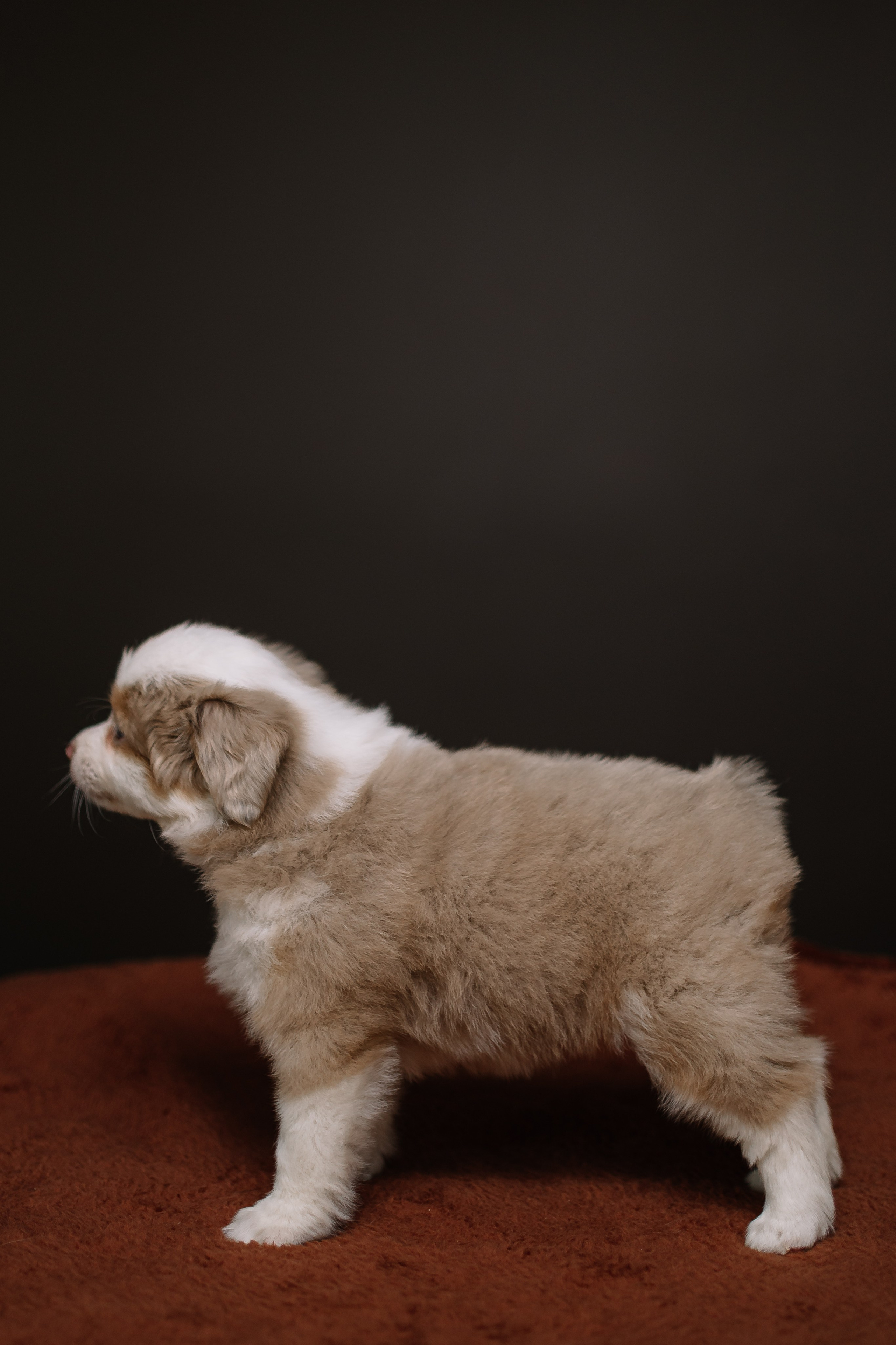 Щенки Миниатюрной американской овчарки. В студии. Фотограф Александра Кузнецова