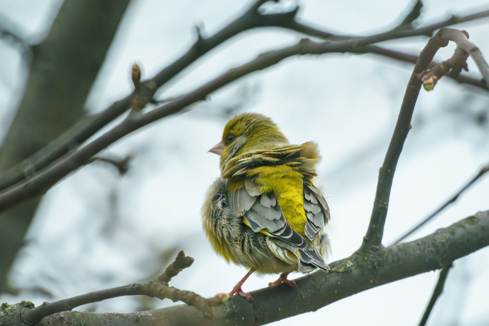 Удивительные мир птиц. Вокруг нас столько прекрасного — присмотритесь!. Ваш личный фотограф Марина Волкова