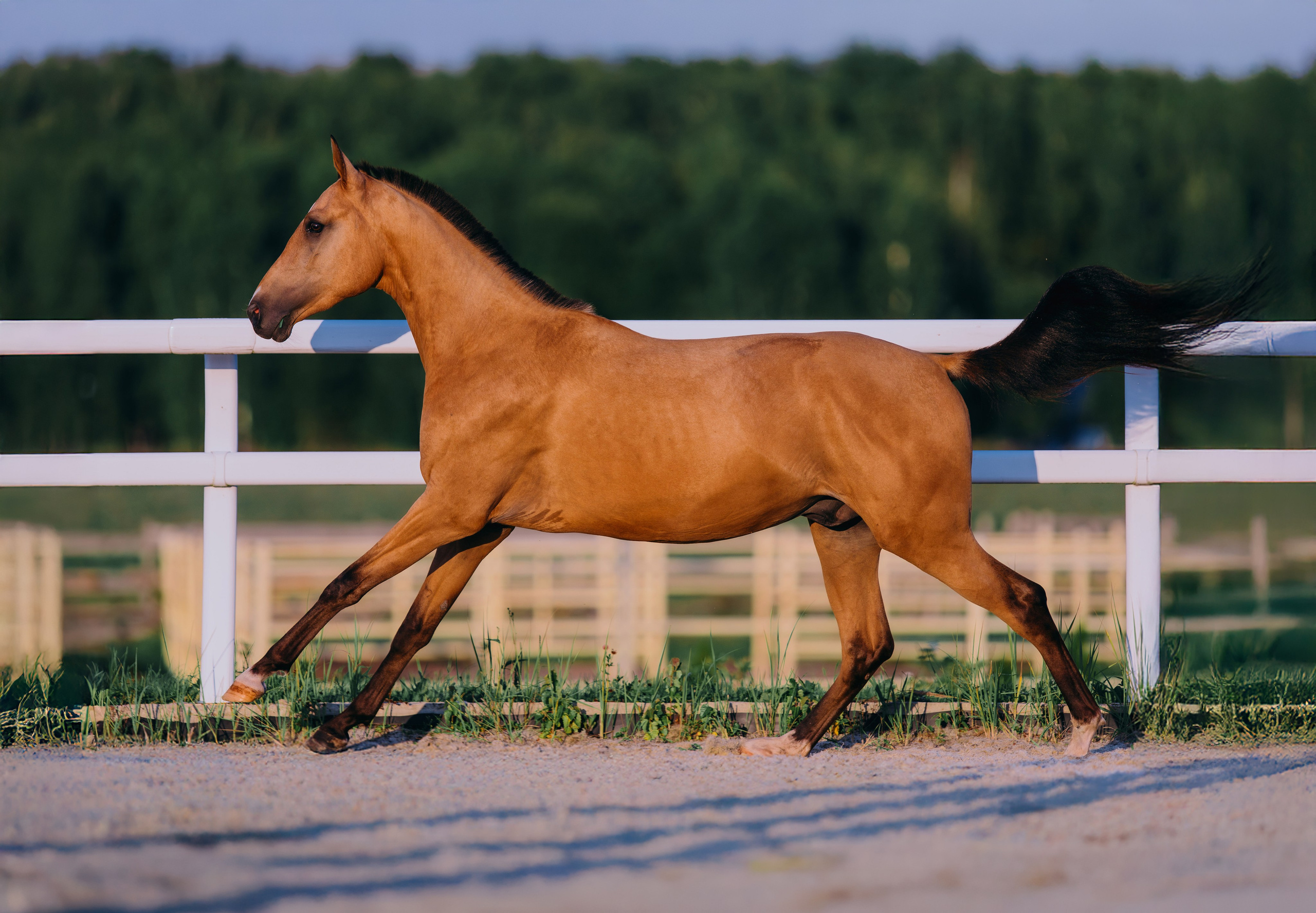 В движении. Фотограф-анималист Ксендзова Кристина