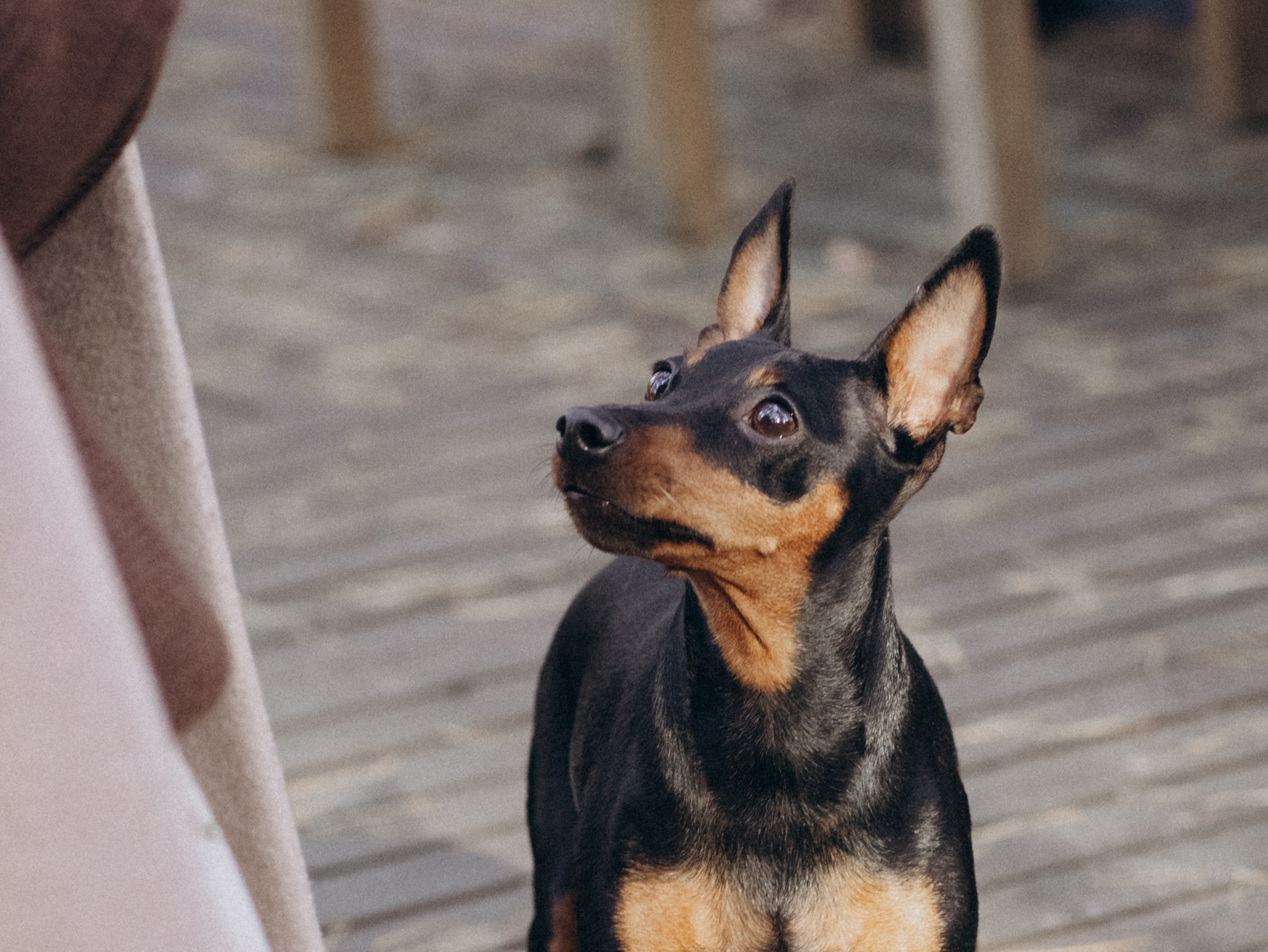 Теплая осень. Фотограф-анималист в Москве Кириллова Татьяна
