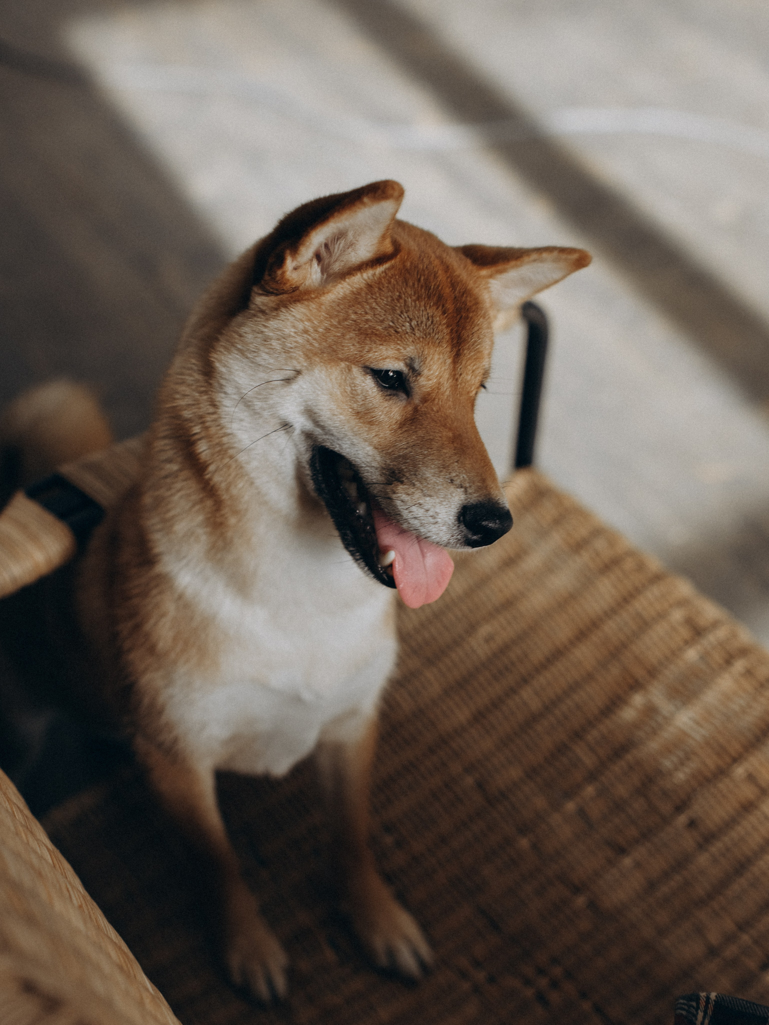 Мика и Настя. Фотограф-анималист в Москве Кириллова Татьяна