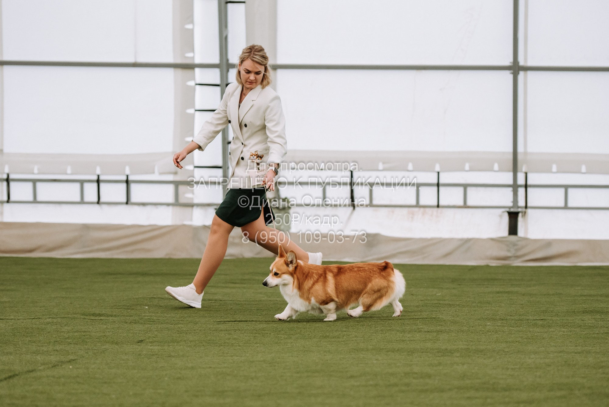 Выставка собак Красноярск 2.06. Фотограф Диана Оленина Красноярск / Братск