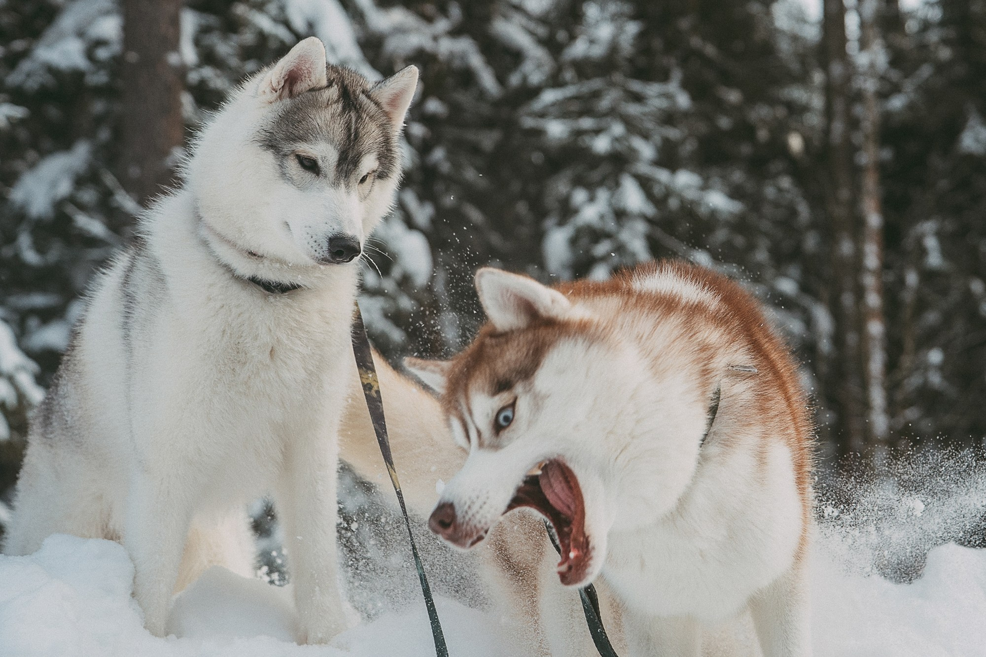 Полина, Уго и Пышка. Фотограф анималист в Москве и Санкт-Петербурге Свиридова Анна