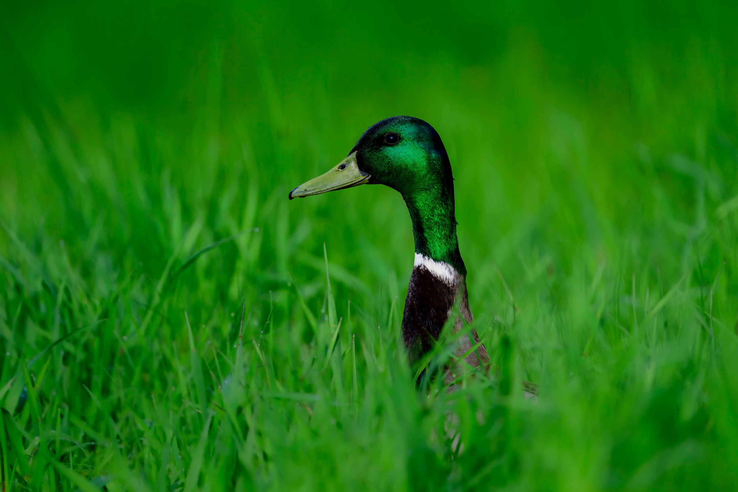 Черношейная поганка. Wildlife photography by Sergey Puponin