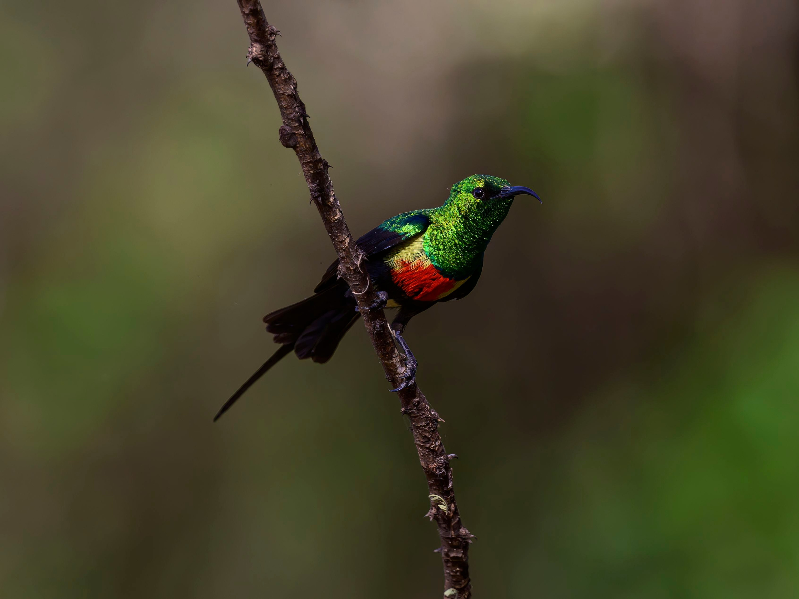 Кения. Wildlife photography by Sergey Puponin