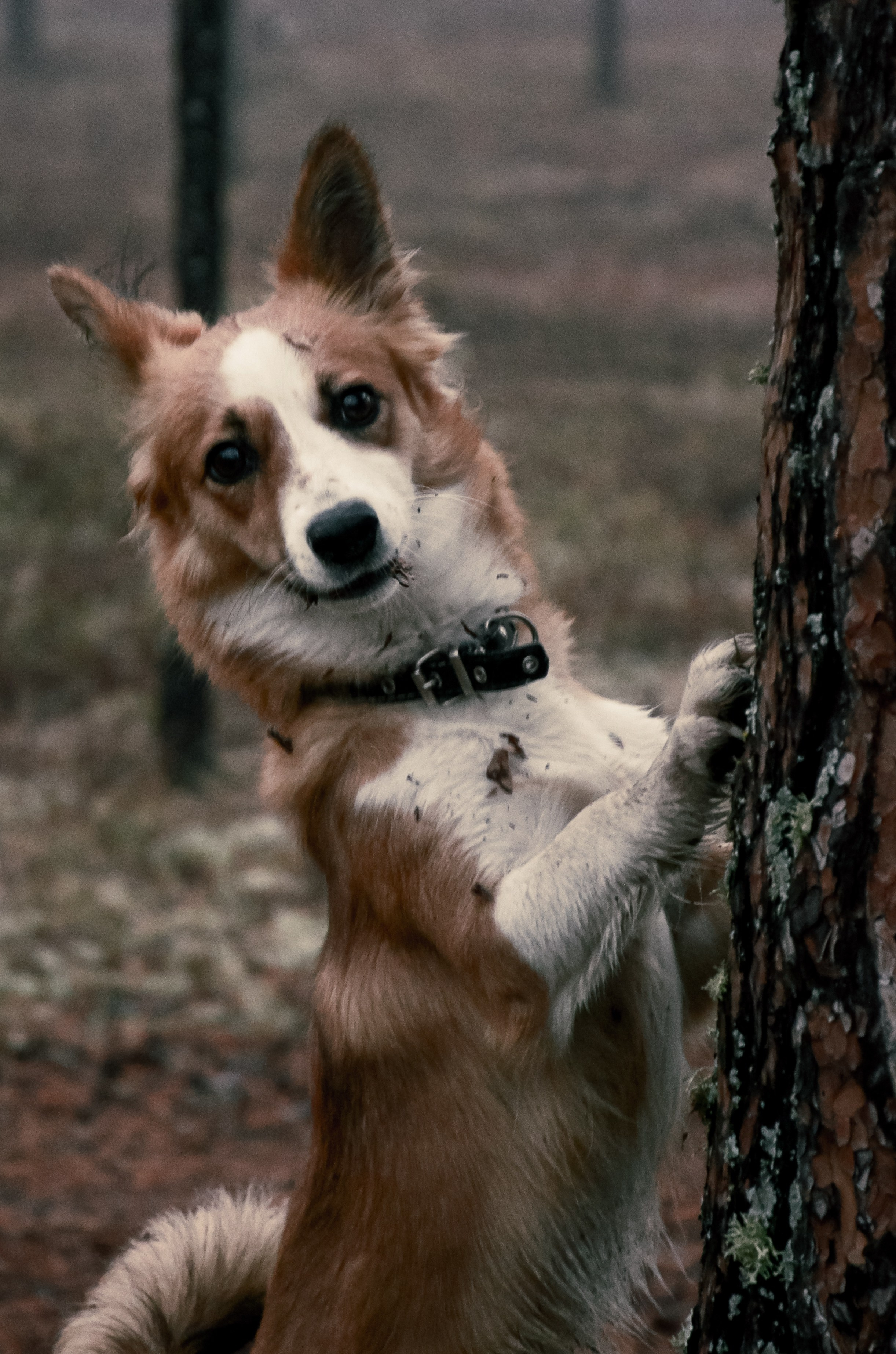 Dog. Фотография — это миг, который фиксирует вечность